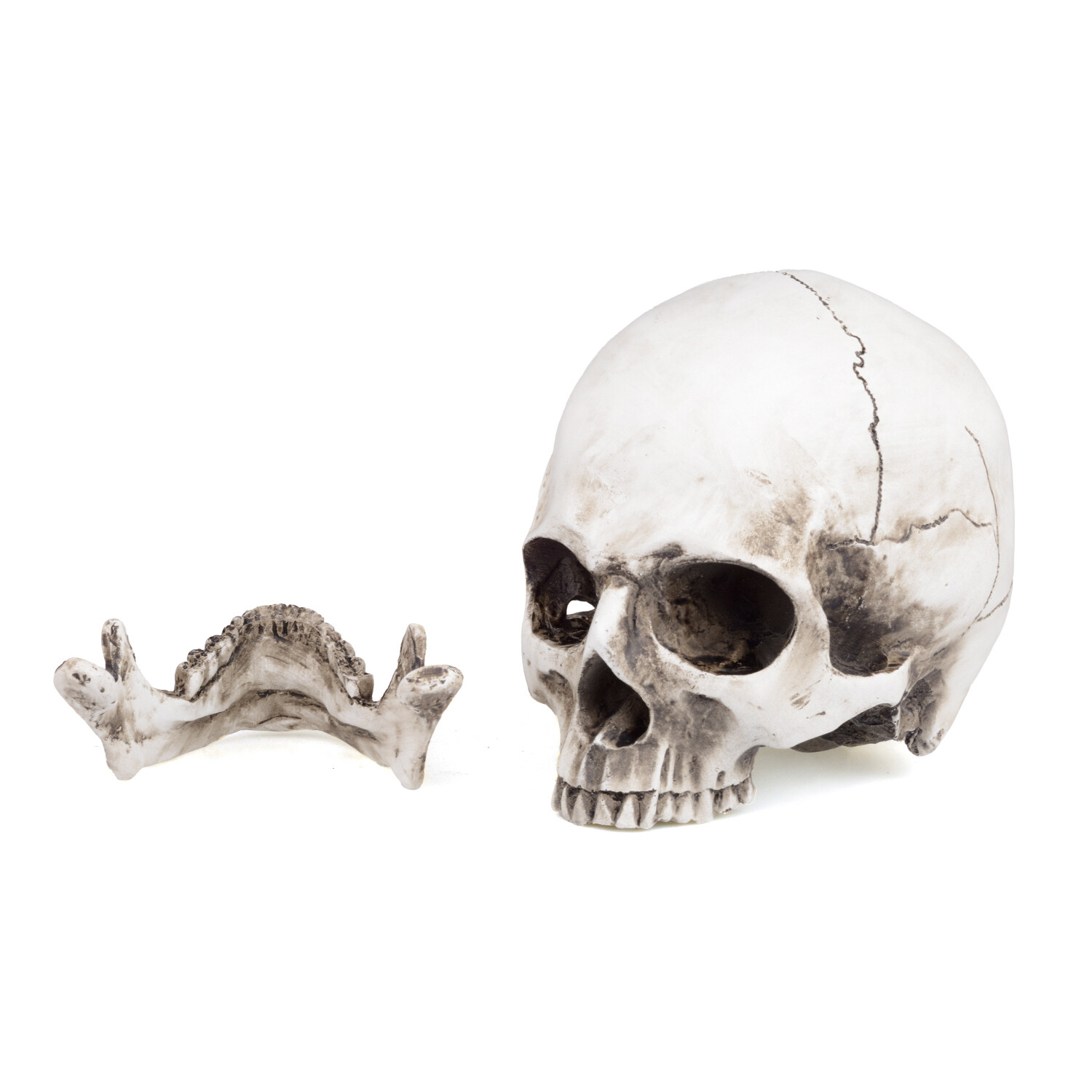 1:1 Retro HumanSkull Replica Resin Anatomical Model Removable Jaw/Chin Realistic