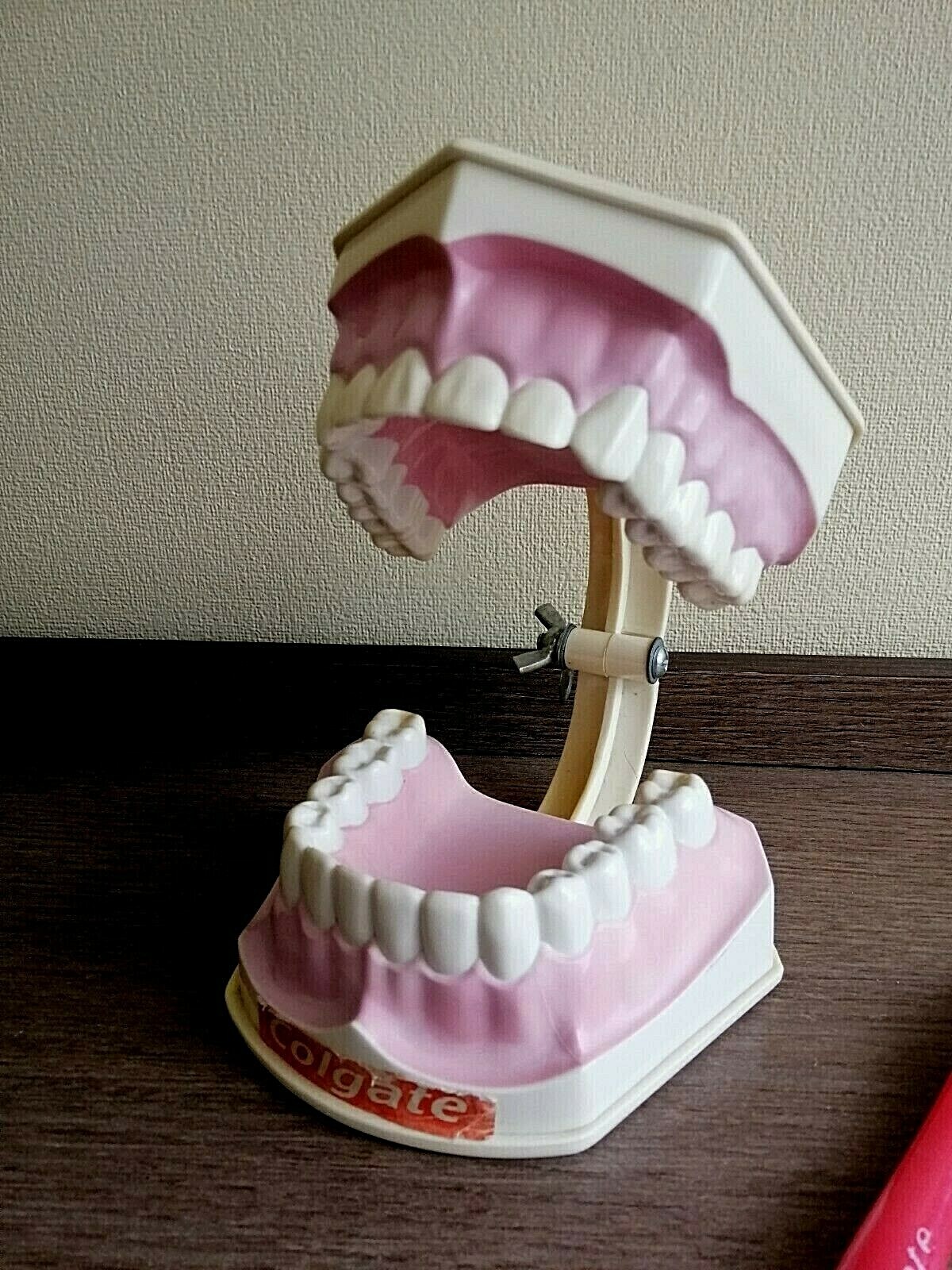Tooth Colgate Education Dental Model Plastic Teach Demo Model with Toosebrush