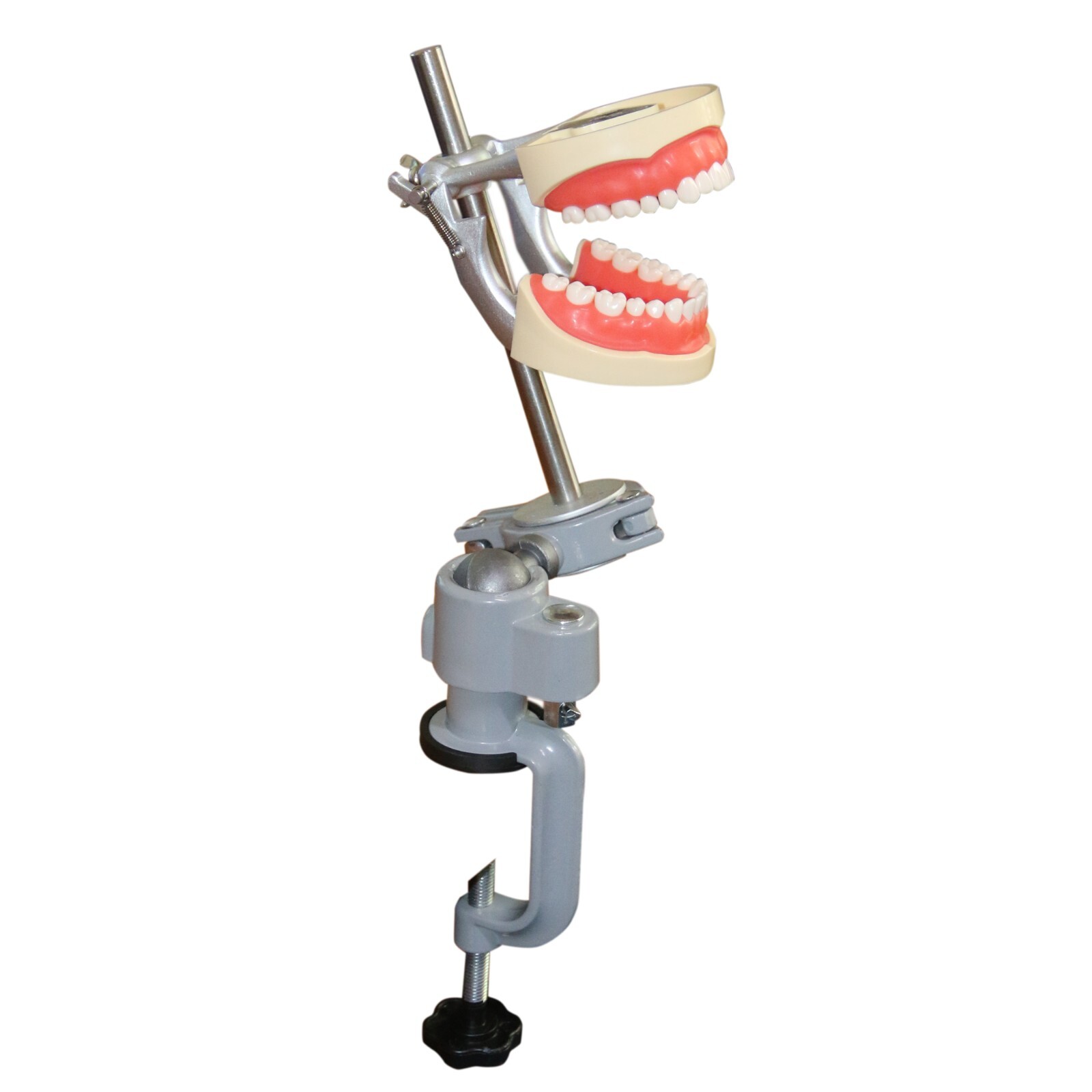 Dental Typodont Mounting Pole Model With 28pcs Removable Teeth Kilgore Nissin200