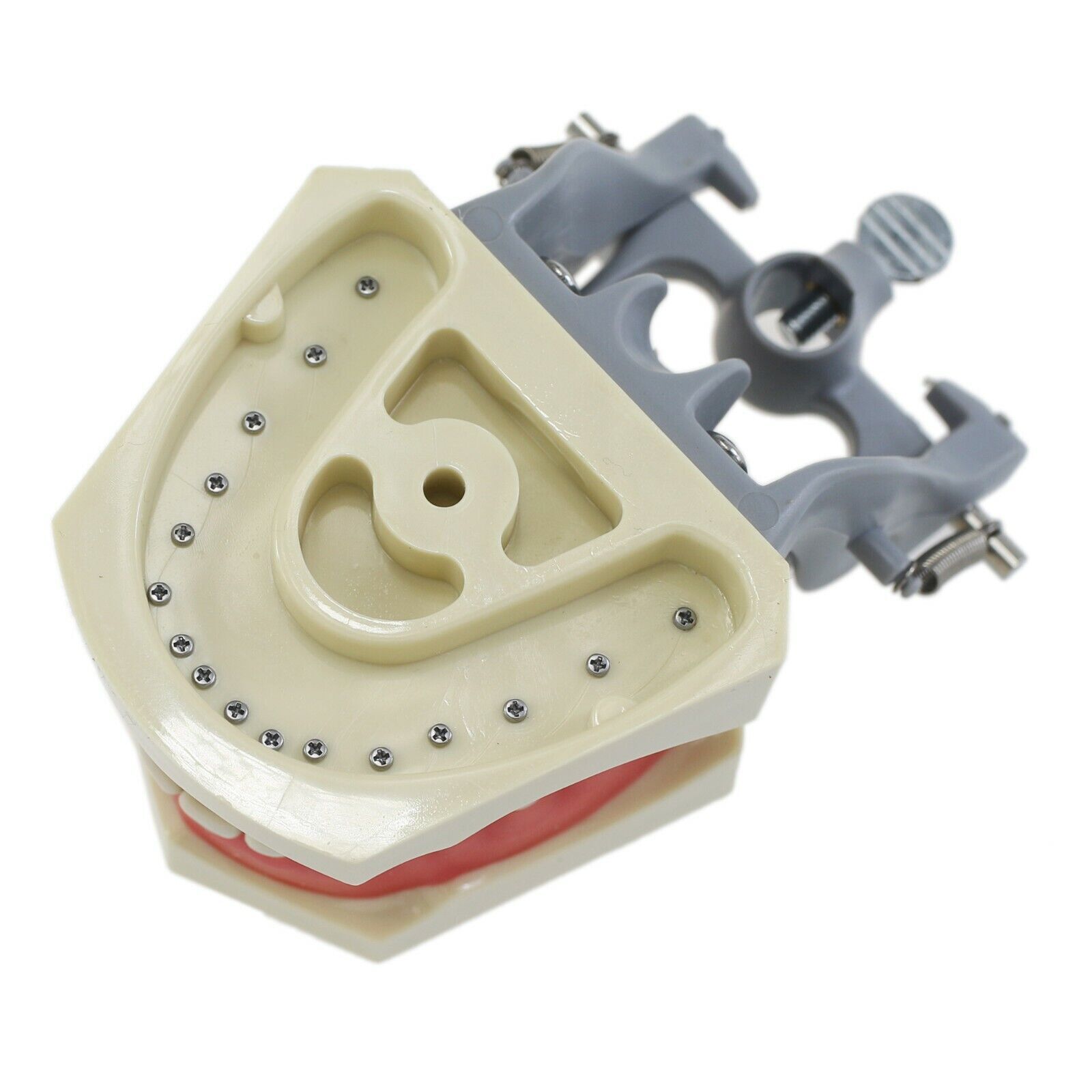 Dental Typodont & Implant Models – Educational, Pathology, Restoration Training