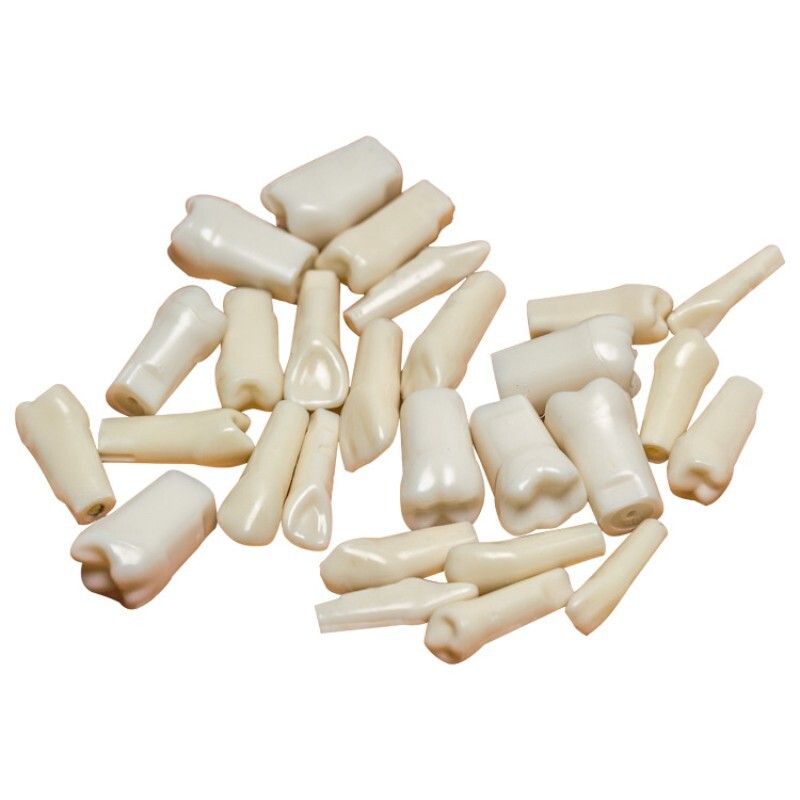 Dental Practice Typodont Teeth Model Removable Teeth 28 pcs Kilgore Nissin 200