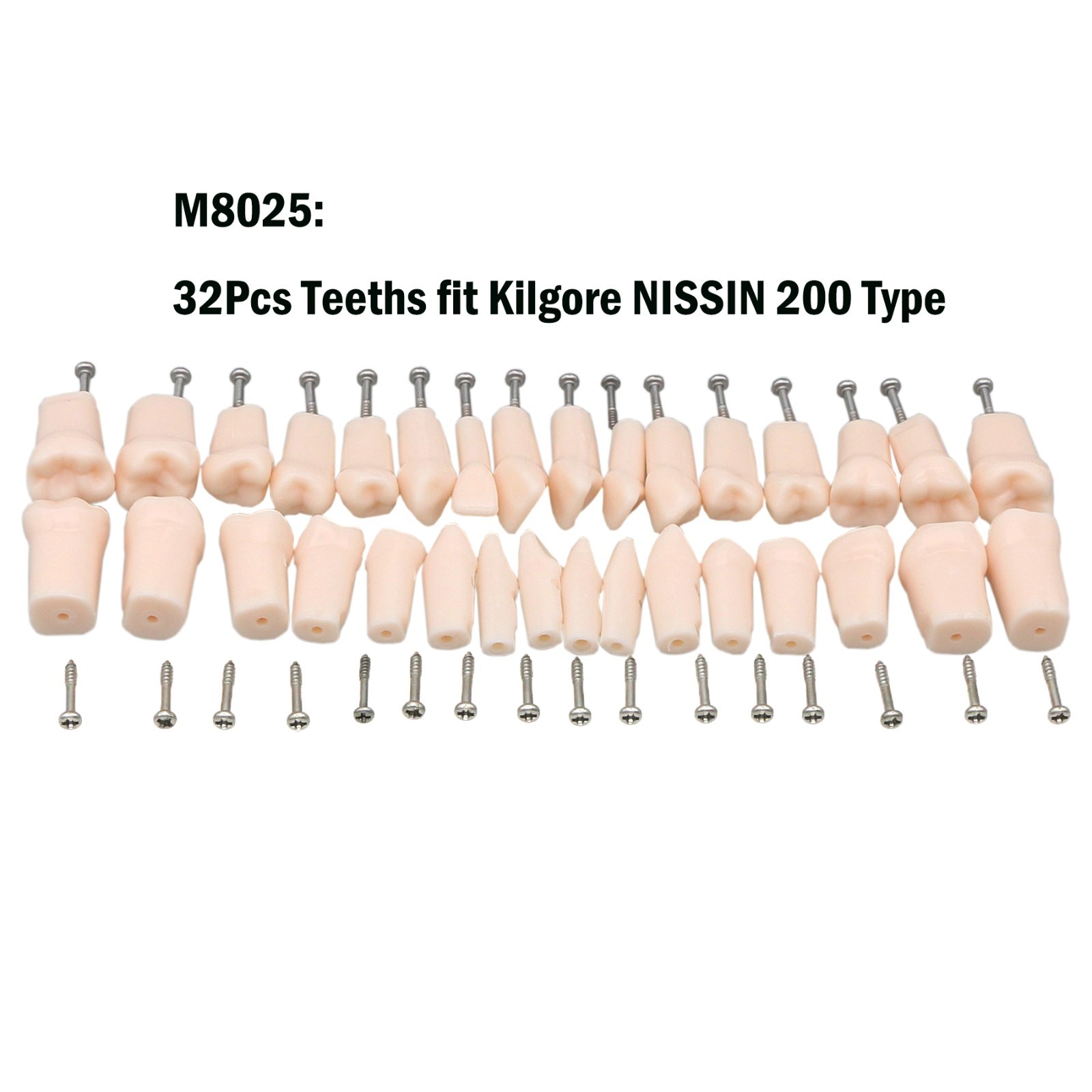 Kilgore Nissin 200 Type Dental Typodont 32Pcs Teeth Model Screw-in Replacement
