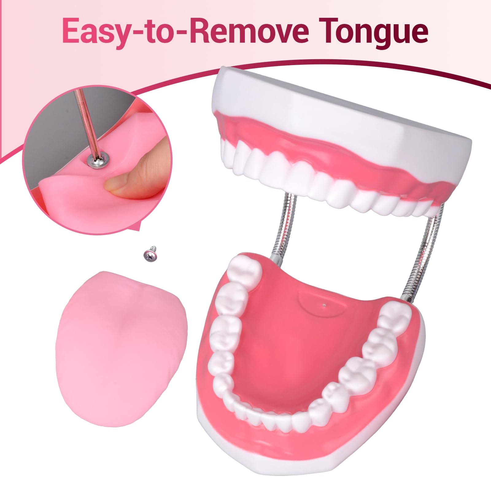 Mouth Model Metal Hinge for Speech Therapy, Ideal Brushing Teaching Dental Te…