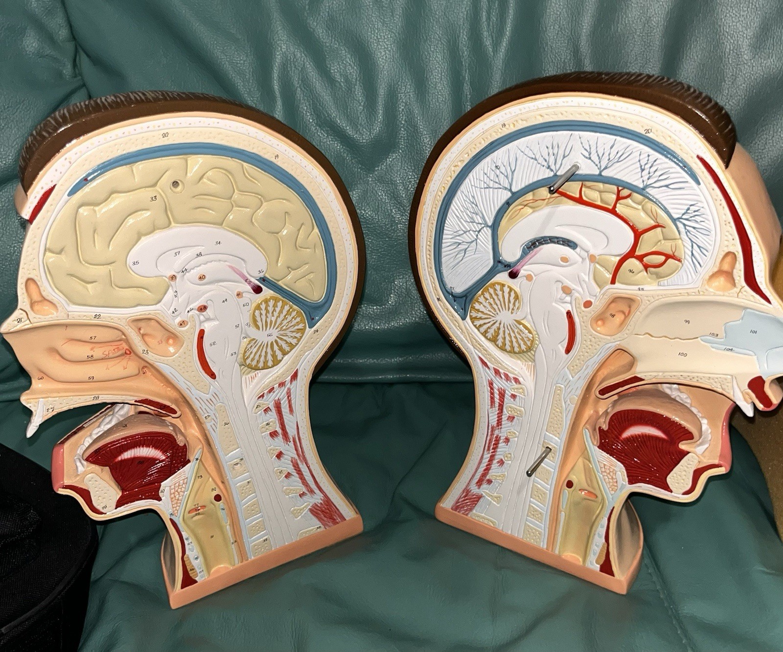 Denoyer Geppert Head & Neck Anatomical Model Life Size Medical Teaching USA 1996
