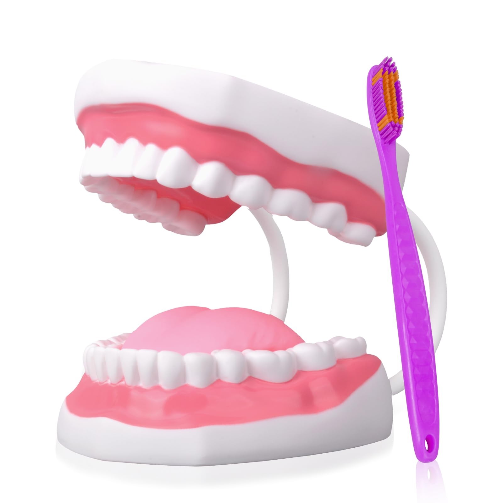 Mouth Model White Hinge for Speech Therapy, Ideal Brushing Teaching Dental Te…
