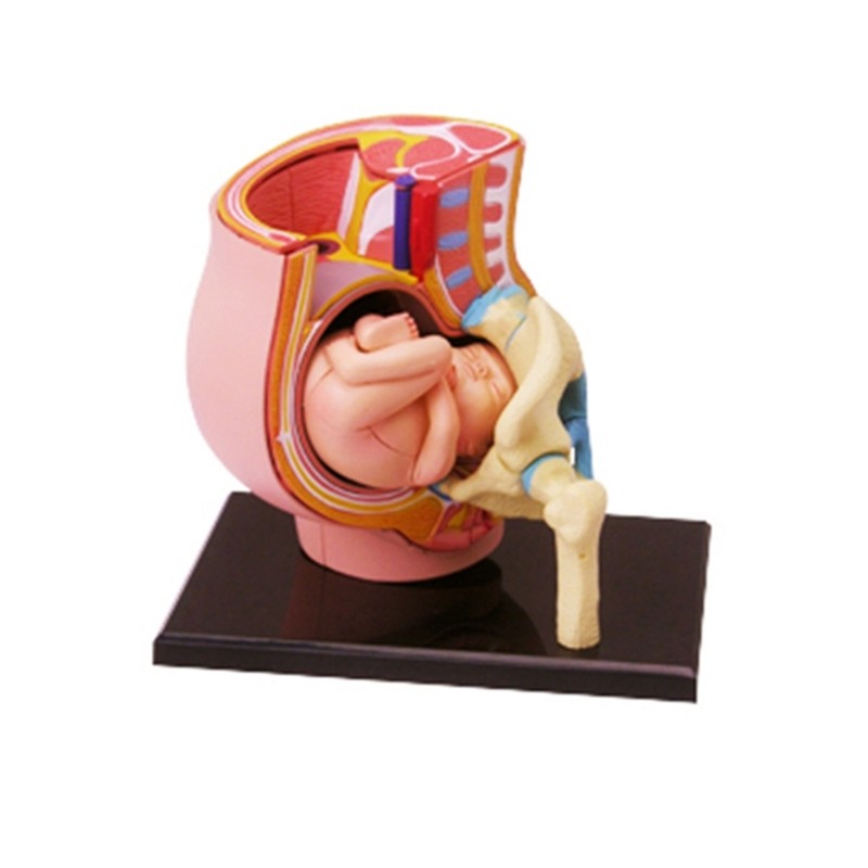 Hand Painted Women Pregnant Pelvis Section Model Nine Months Baby Fetus Model