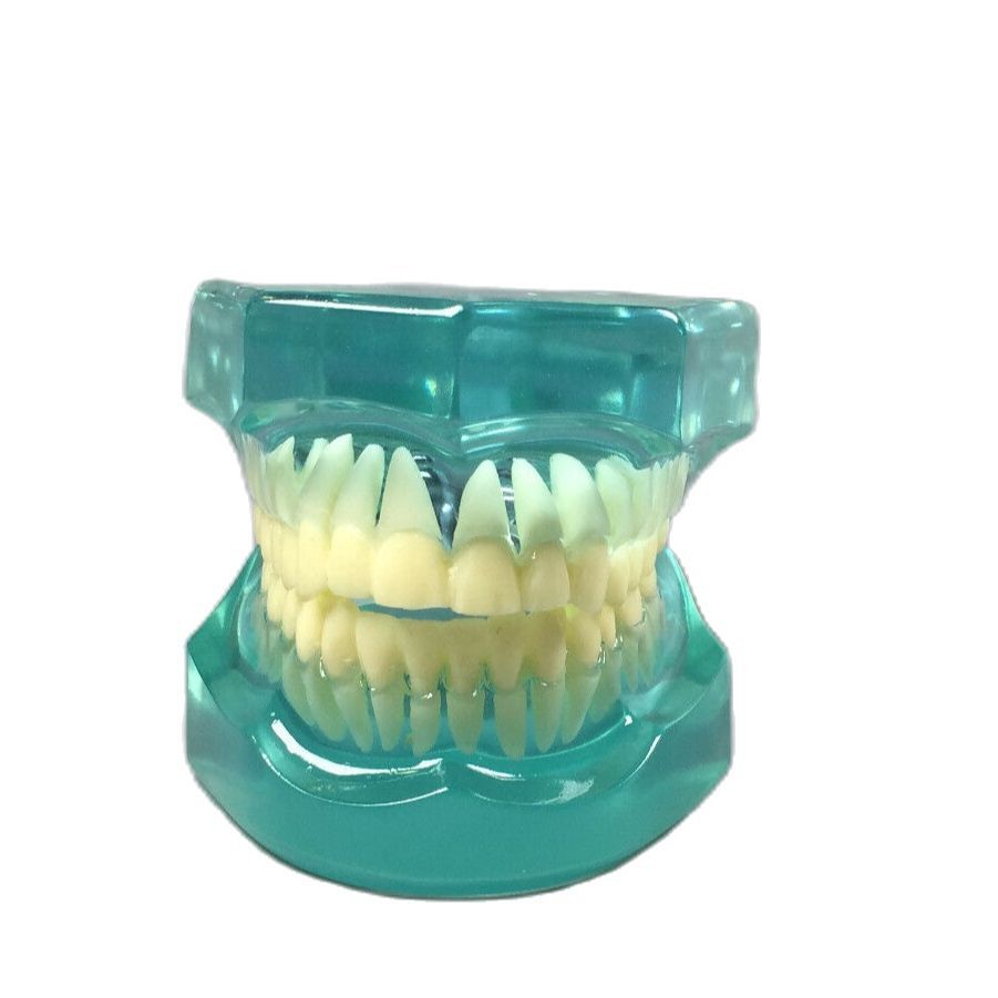 Dental Lab Study Transparent Standard Teeth Tooth Brush Model Clear/Orange/Blue