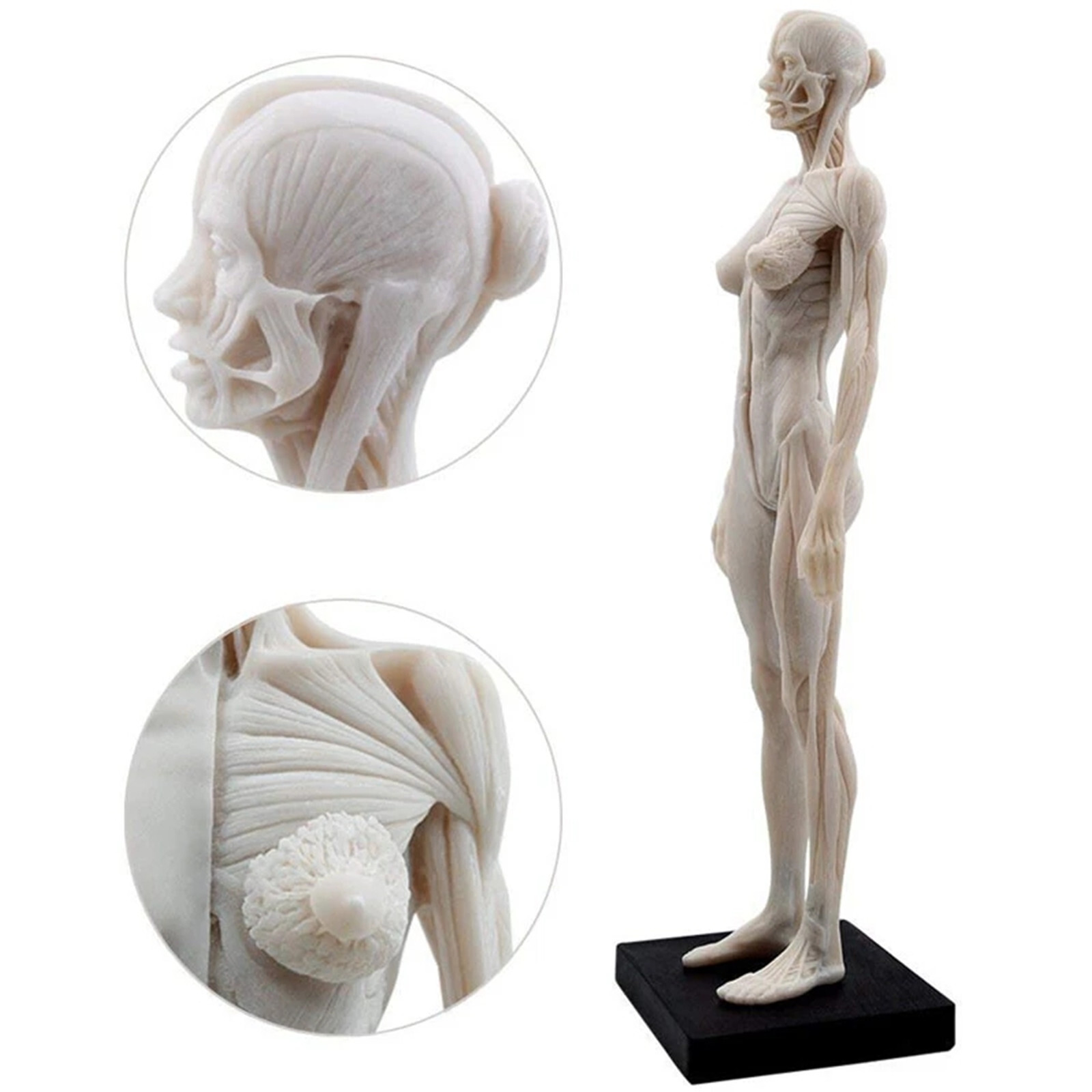 30cm Female Anatomy Figure Anatomical Model Artist Drawing Manikin Mannequin