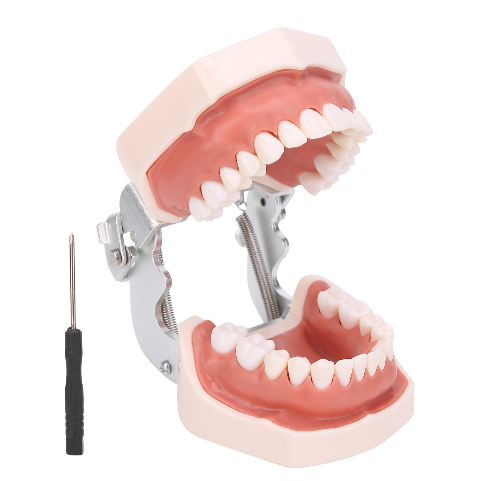 Detachable Teeth Model Simulation Dental Teeth Model For Teaching Practice With❀