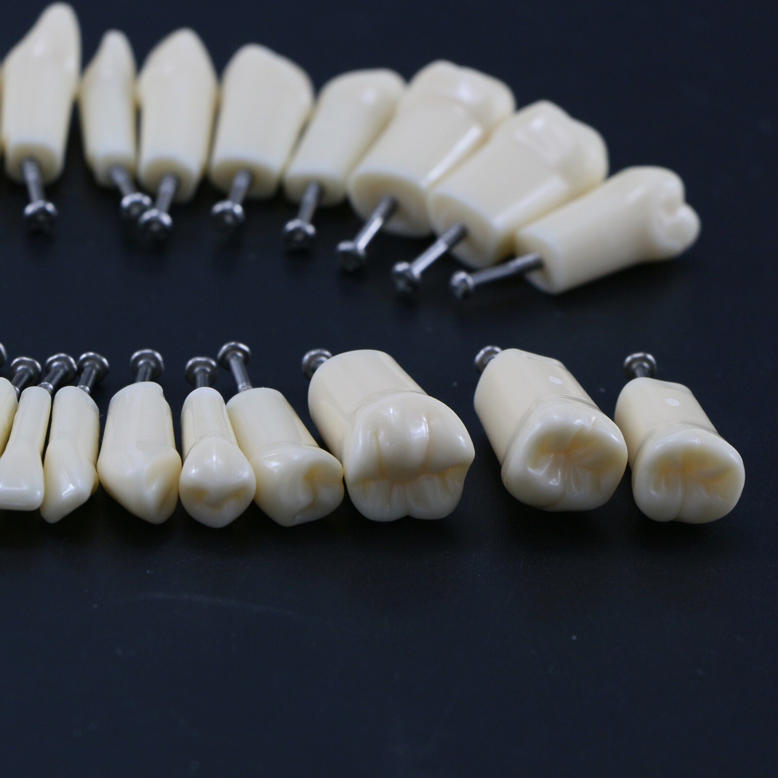 Kilgore Nissin 200 Type Dental Typodont 32Pcs Teeth Model Screw-in Replacement