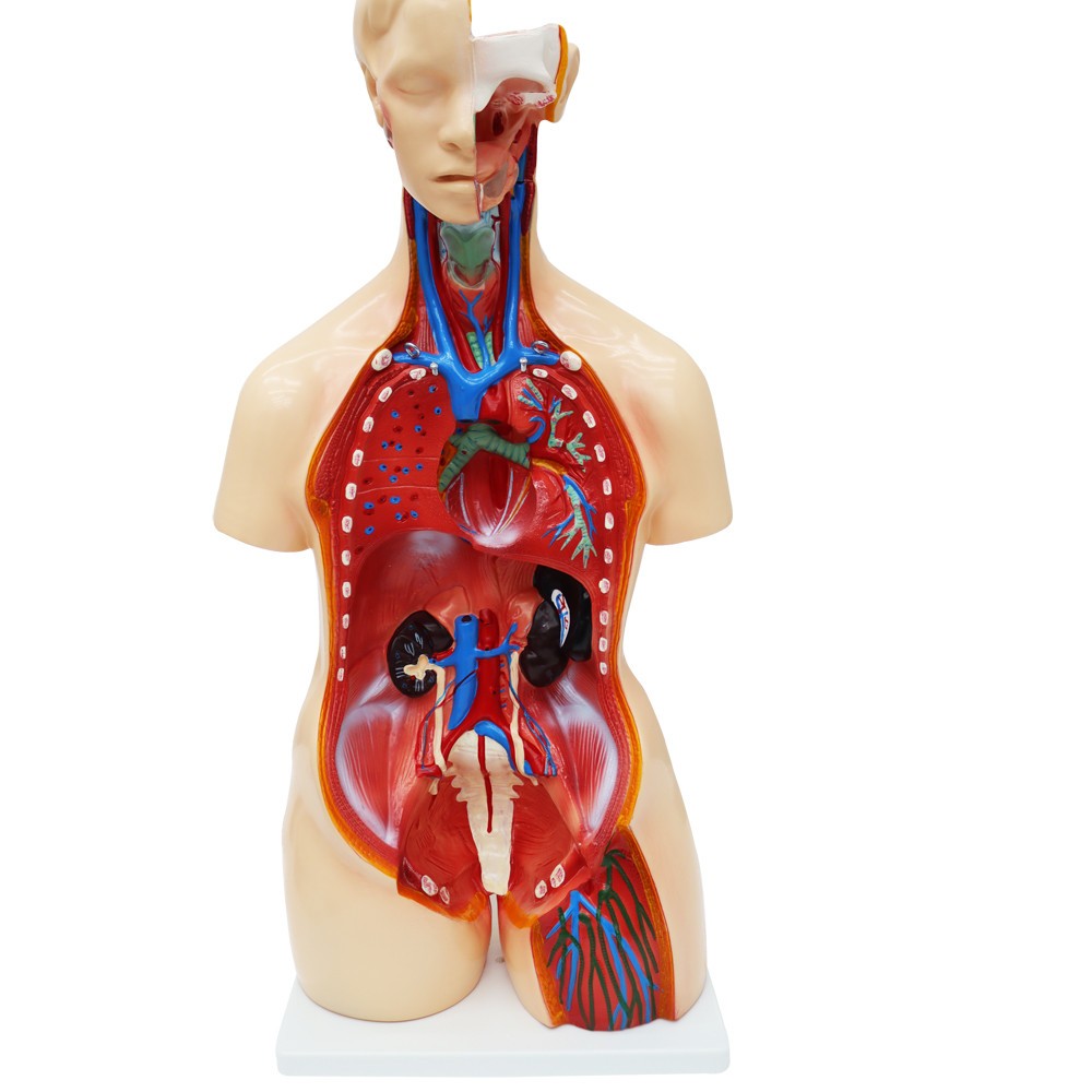 Detachable Human Torso Model Medical 31.89 in Dual-Sex Torso Anatomy Model