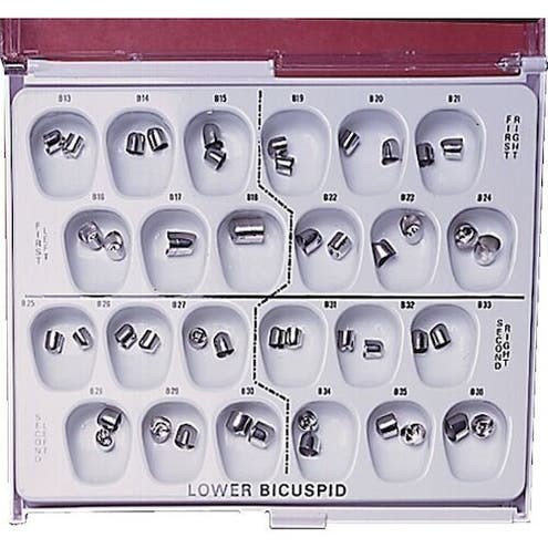 Lower Bicuspid Stainless Steel, Right Lower Second, B33, 3/Pkg