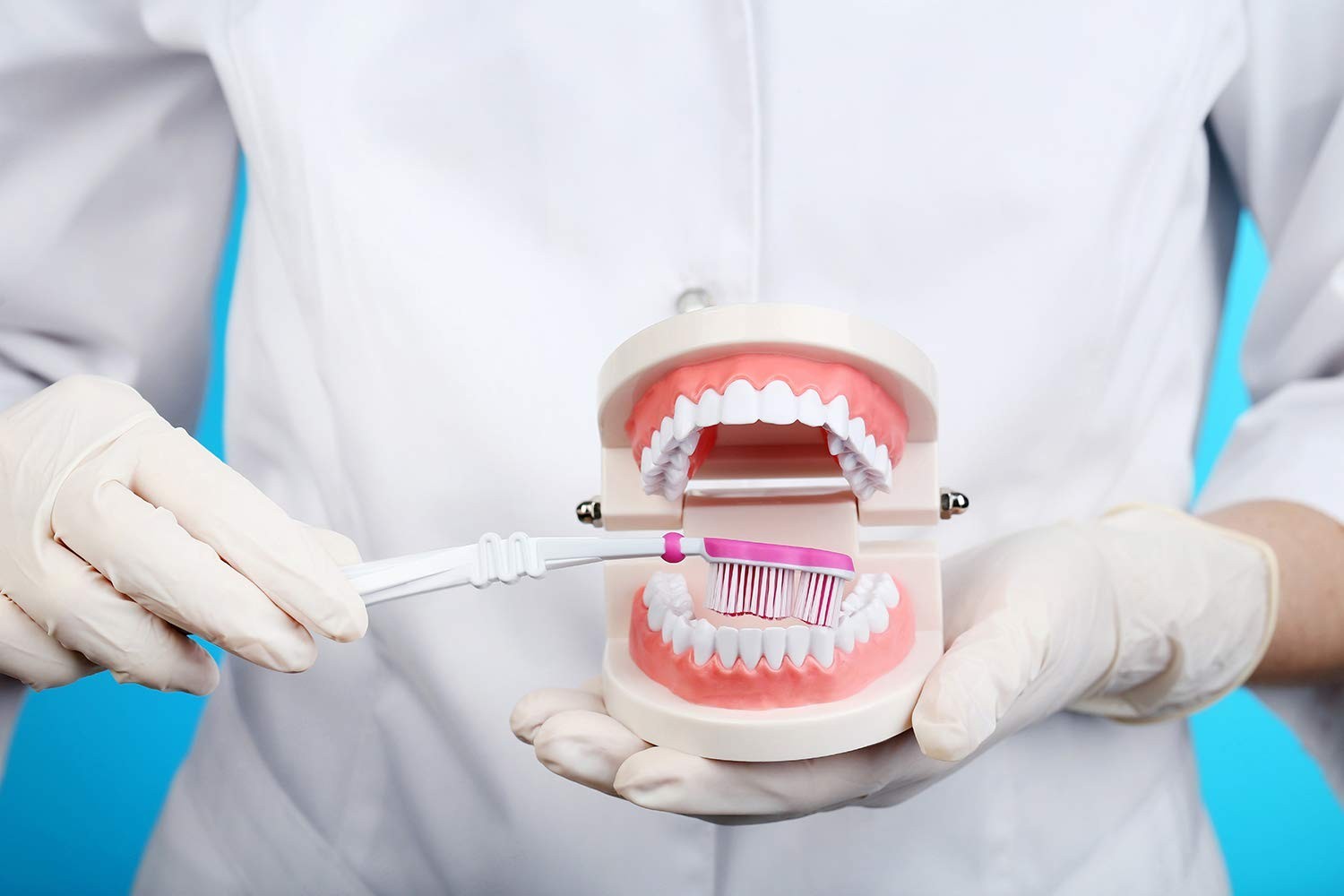 Standard Dental Teaching Typodont Model – Ideal for Kids and Students Learning