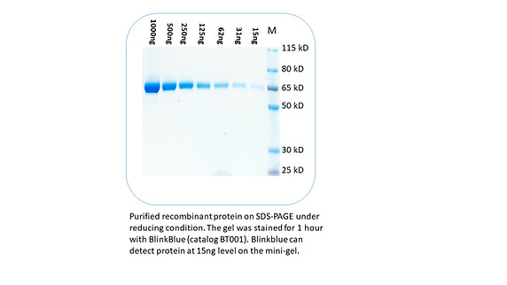 One step SDS-PAGE gel Staining Buffer – 1 liter, catalog BT001-1L