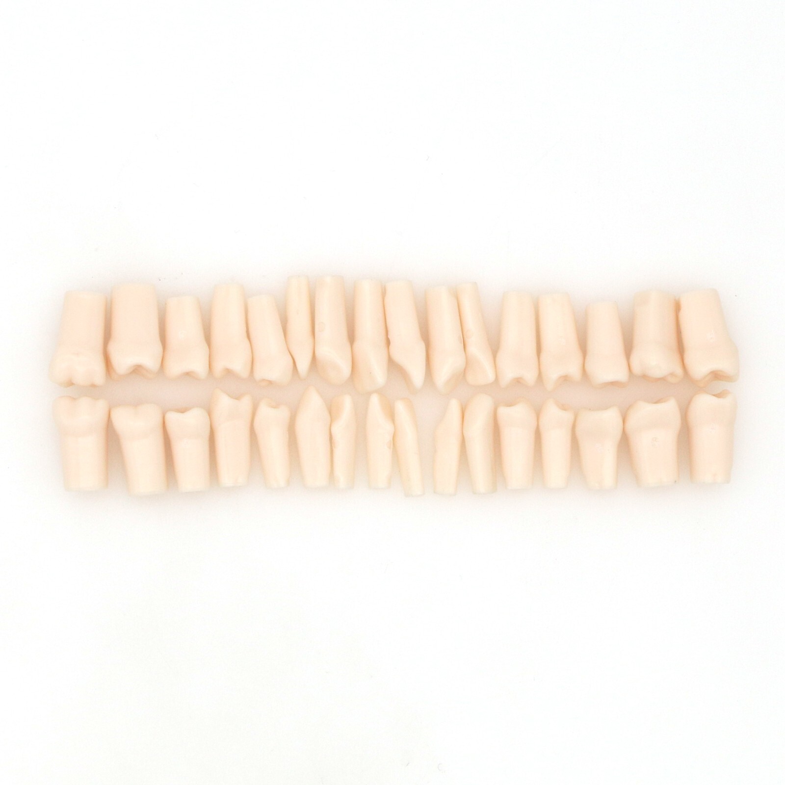 Dental Typodont Replacement Teeth Screw-in Model fit Kilgore NISSIN 200/500 Type