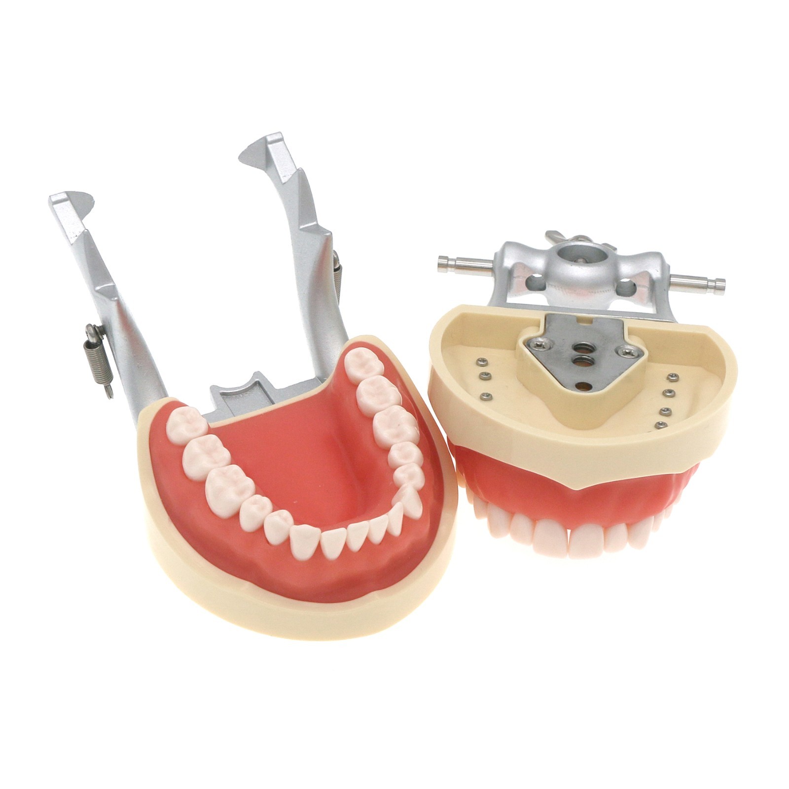 US Dental Typodont Model with 32pcs Removable Teeth fit Kilgore NISSIN 200 Type
