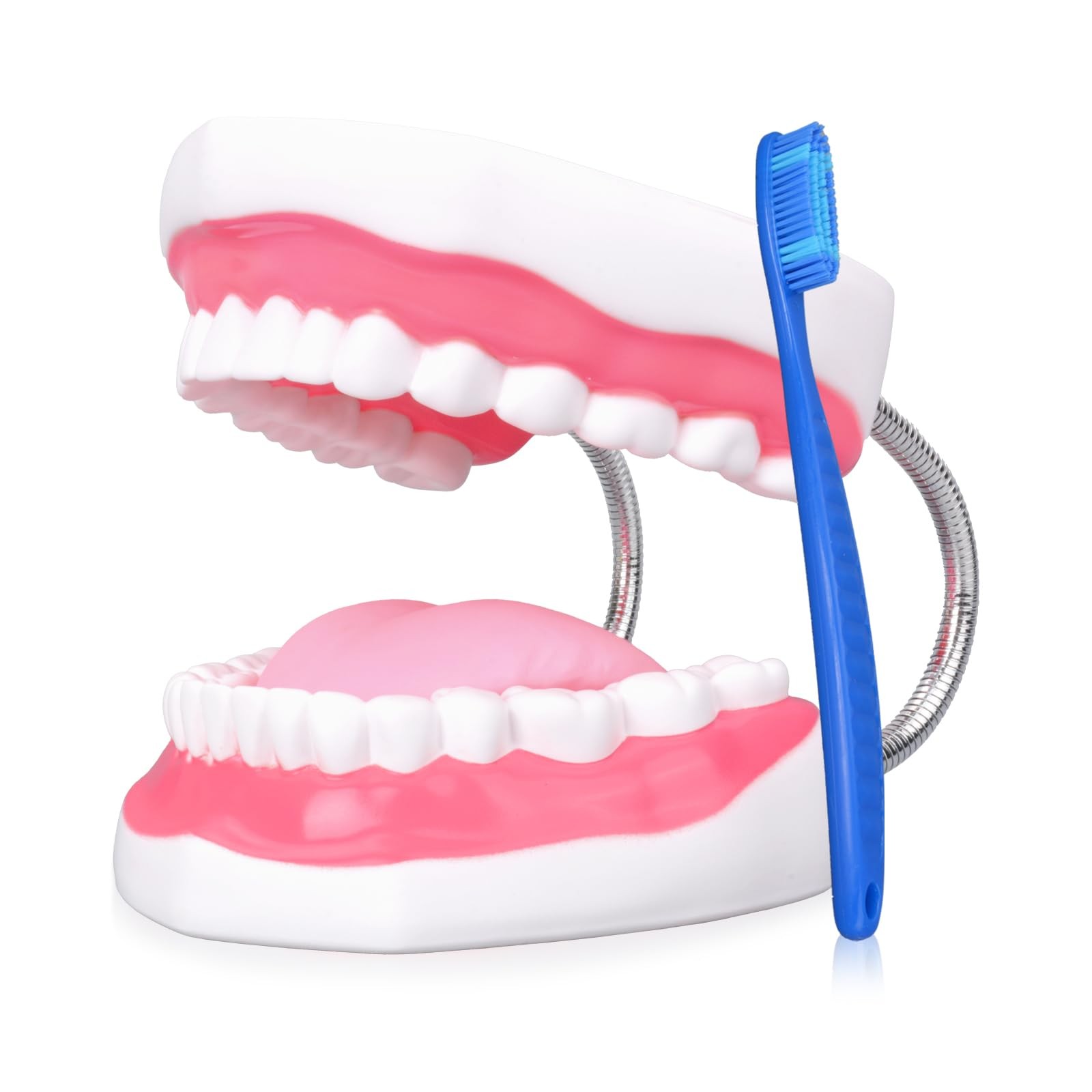 Mouth Model Metal Hinge for Speech Therapy, Ideal Brushing Teaching Dental Te…
