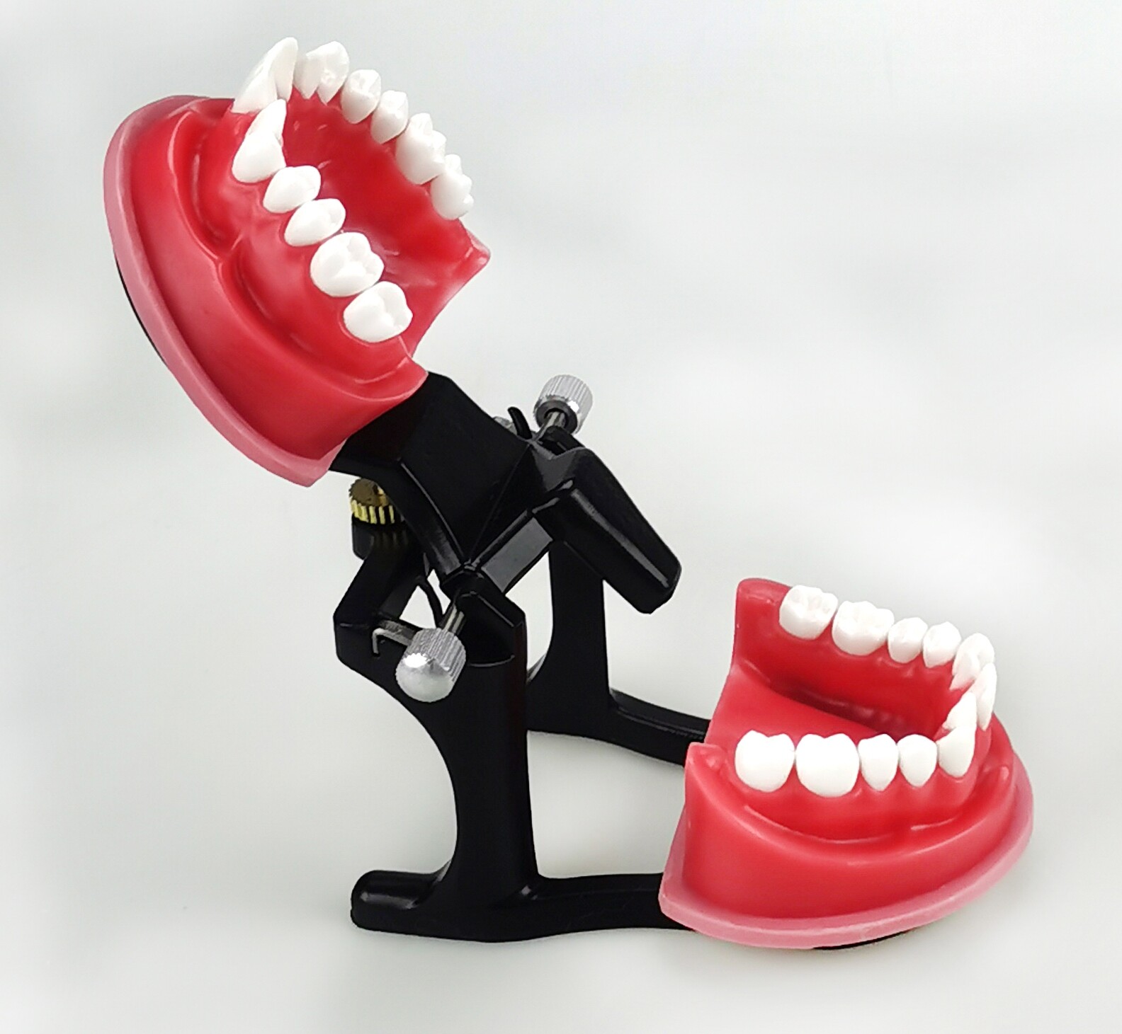 Reusable Dental Practical Study Training Model/typodont/orthodontics Wax Model