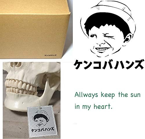 Life-size, ultra-precise skull model with movable jaw joint. Ideal for dental, E