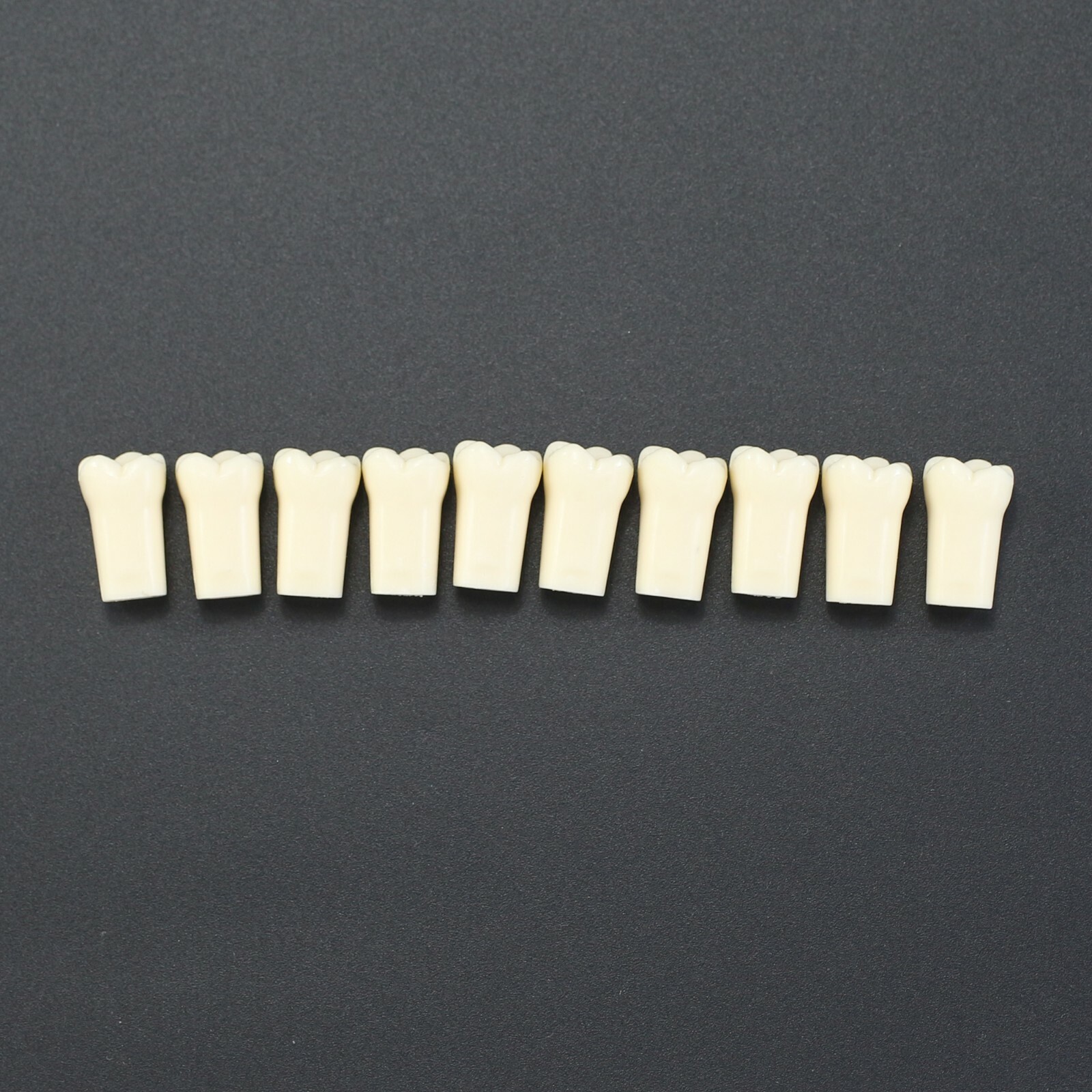 10pcs/lot Individual Replacement Teeth For 32 Teeth Typodont Kilgore Nissin 200