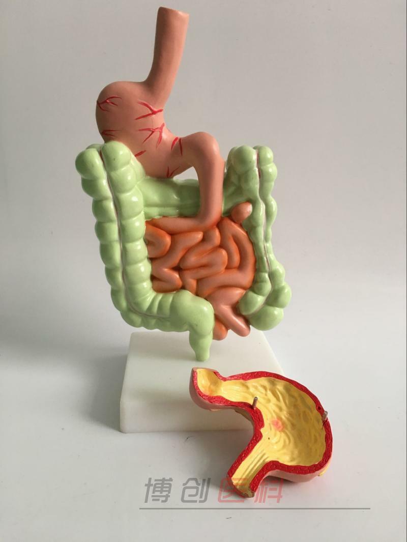 Human Digestive system Stomach anatomy model the large intestine Cecum rectum