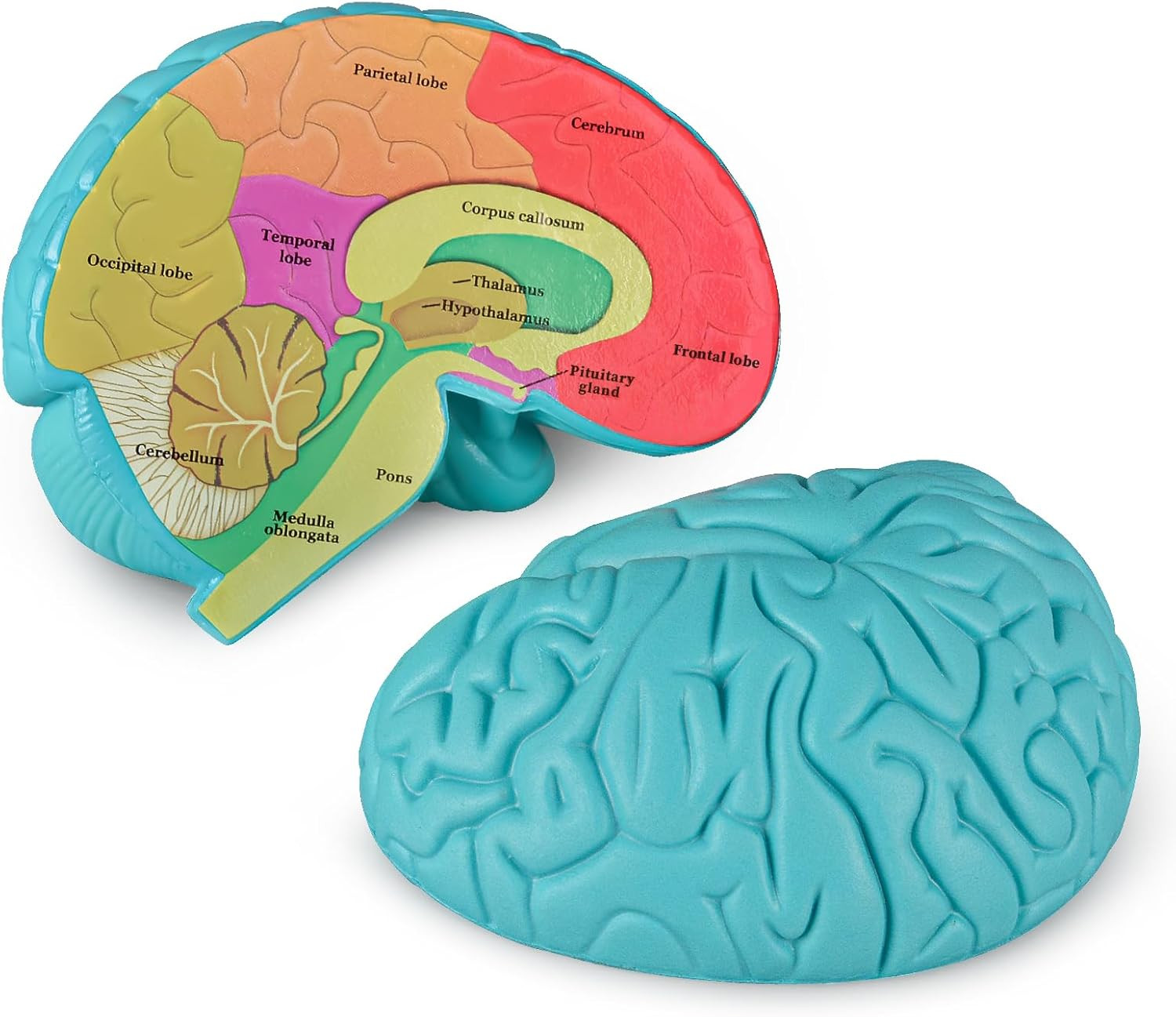 Skillssist Cross-Section Brain Model, Human Brain Anatomy Model, 2 Pieces Foam