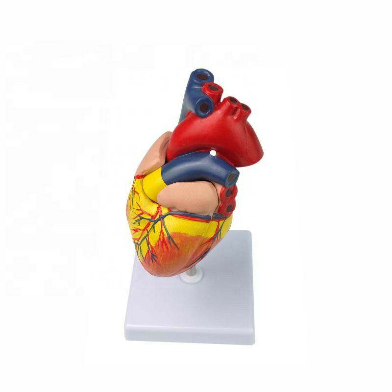 Disassembled Anatomical Human Heart Model Anatomy Medical Teaching Tool US STOCK
