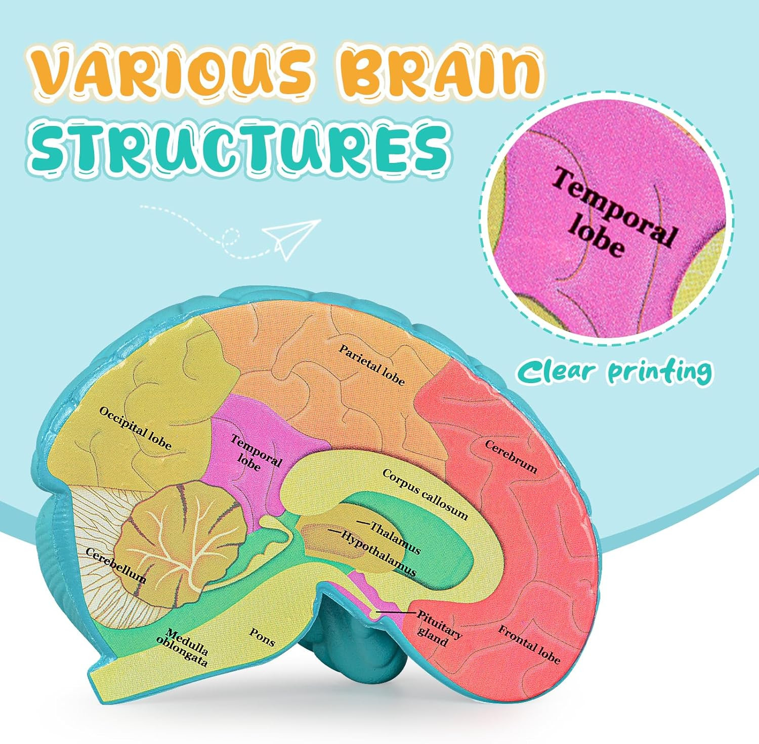 Skillssist Cross-Section Brain Model, Human Brain Anatomy Model, 2 Pieces Foam
