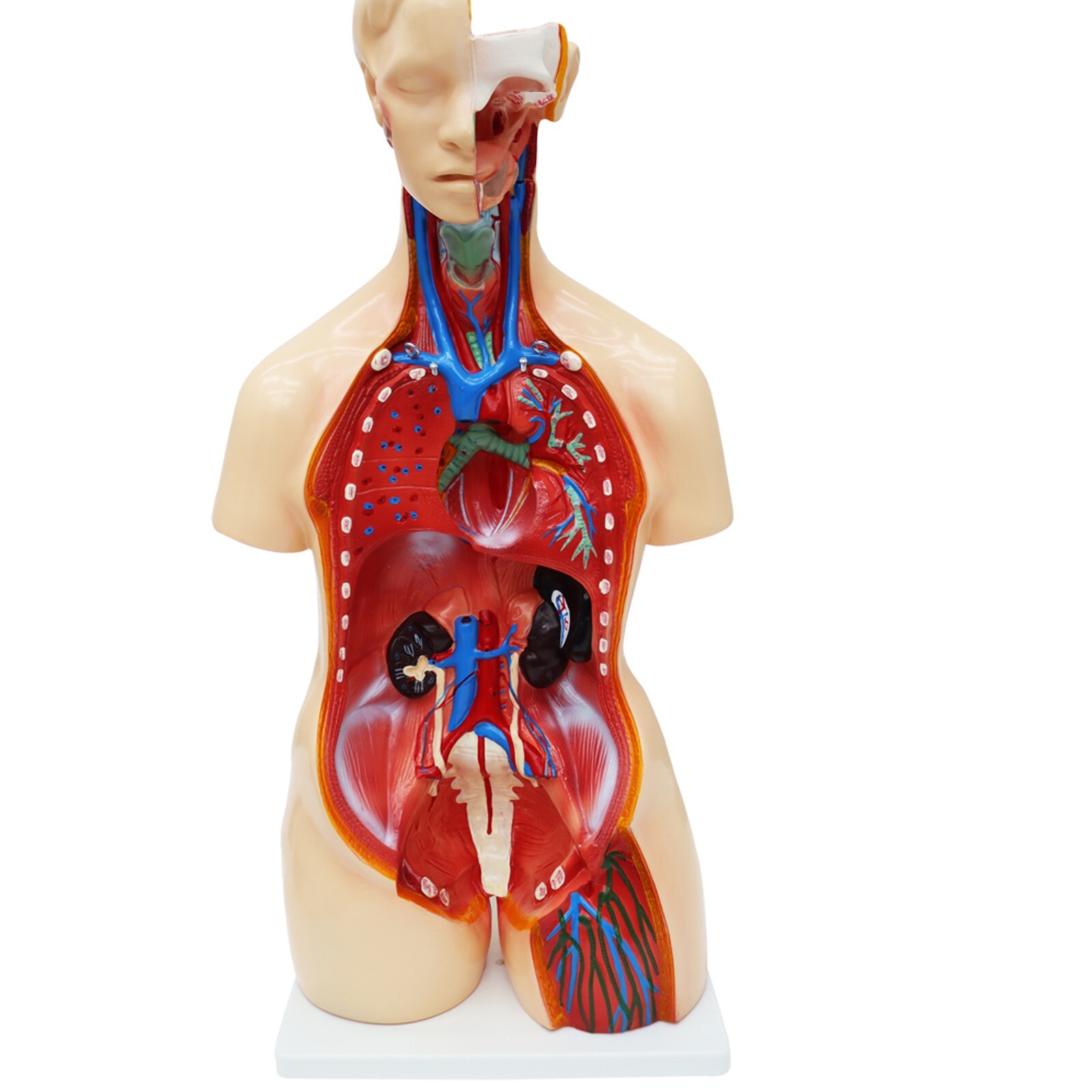 85cm Bisexual Trunk Model 25pcs Organ Detachable Anatomical Model of Human Torso