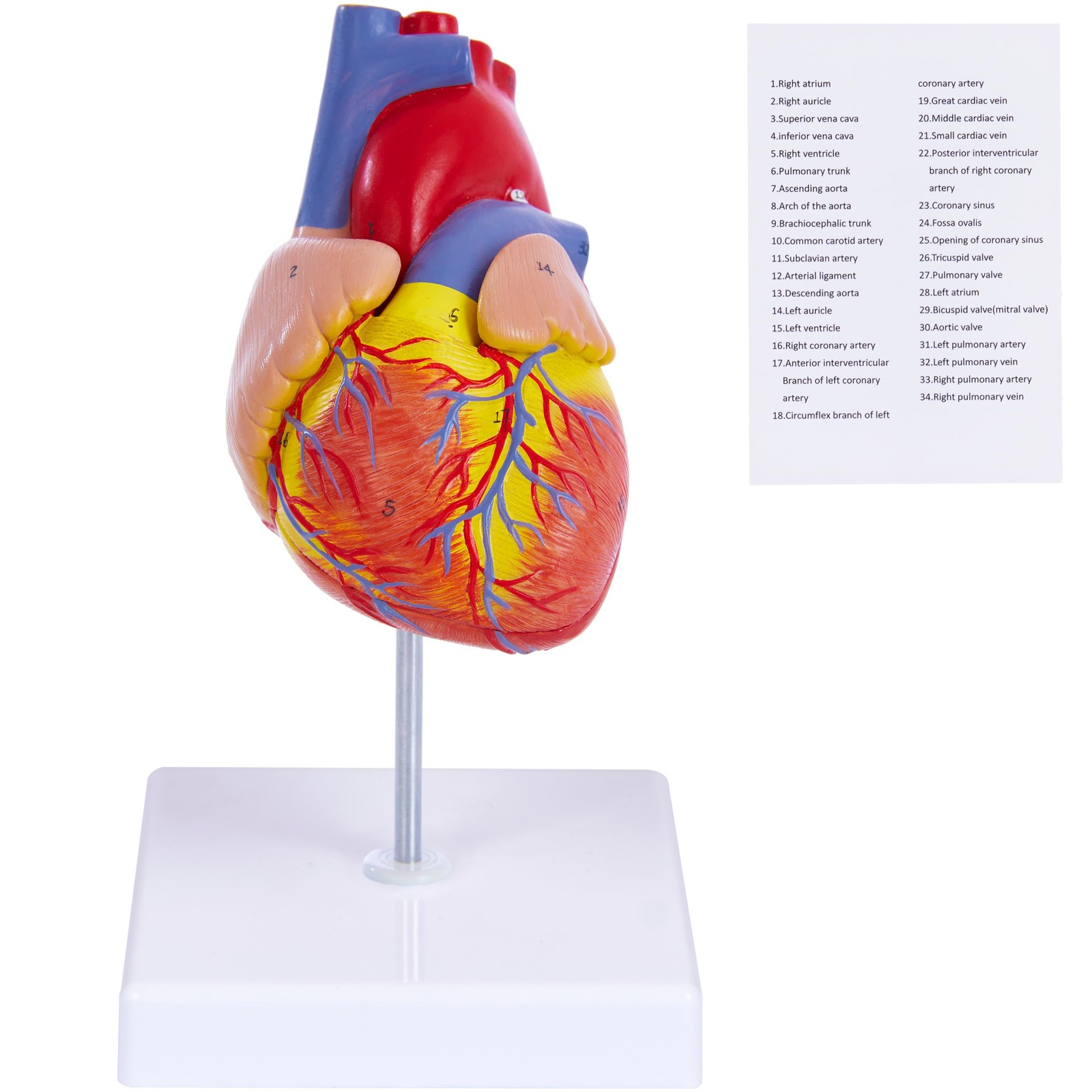Human Heart Model for Anatomy – 2-Part Life Size Medical Heart for Study – 34…