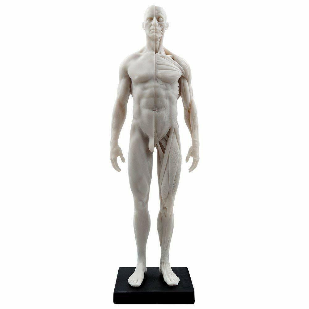 30CM Female/ Male Anatomical Anatomy Skull Head Body Muscle Bone Teach Model CE