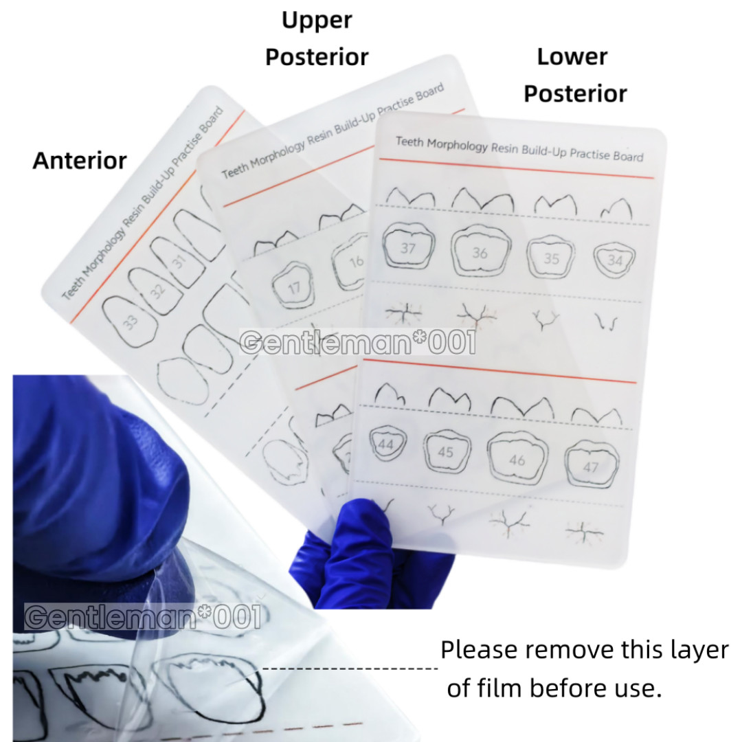 Dental Board Teeth Morphology Composite Build Up Practise Template Dentist Model