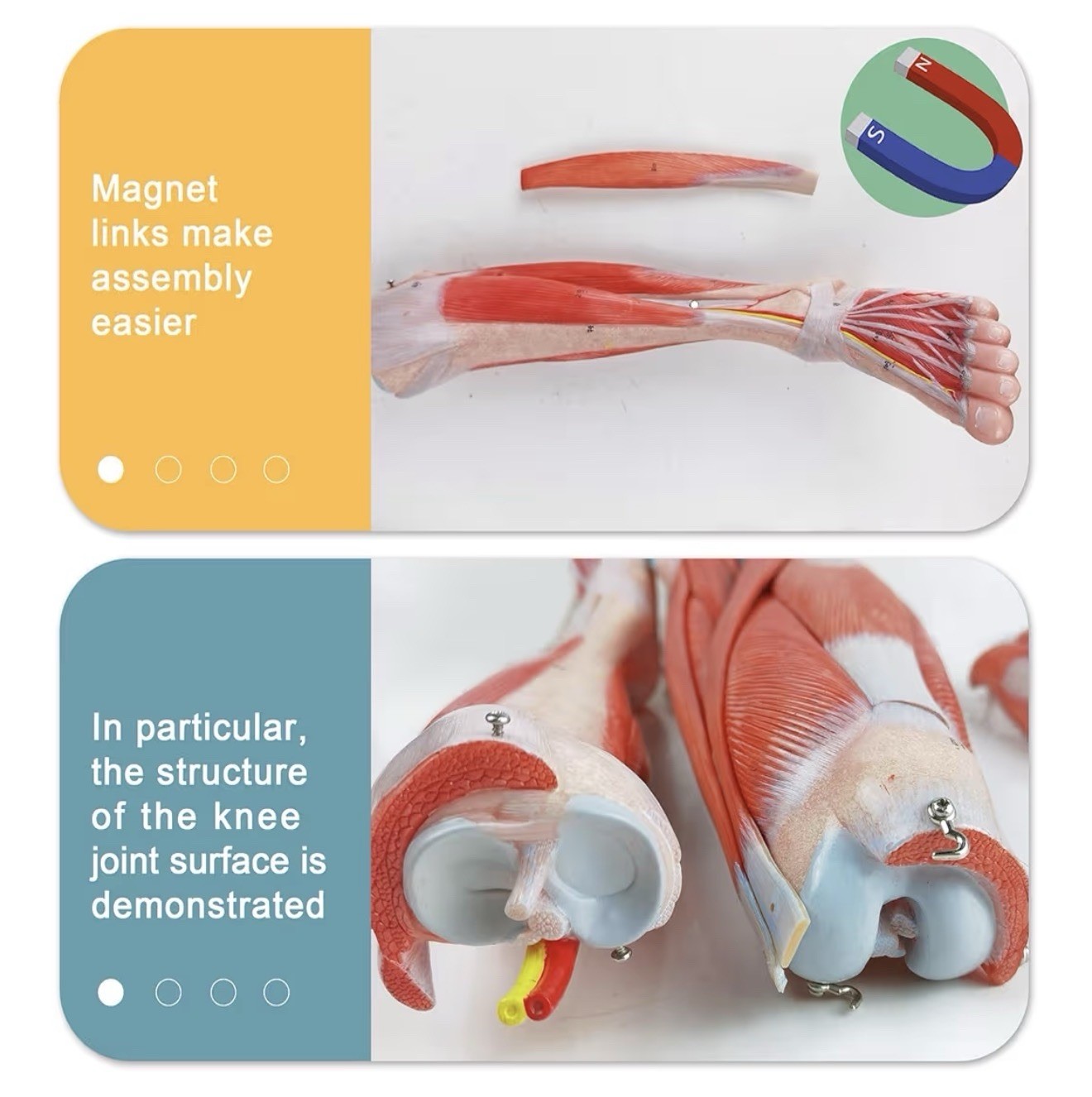 Evotech Scientific Human Leg with Detachable Muscles Anatomy Model, Life Size