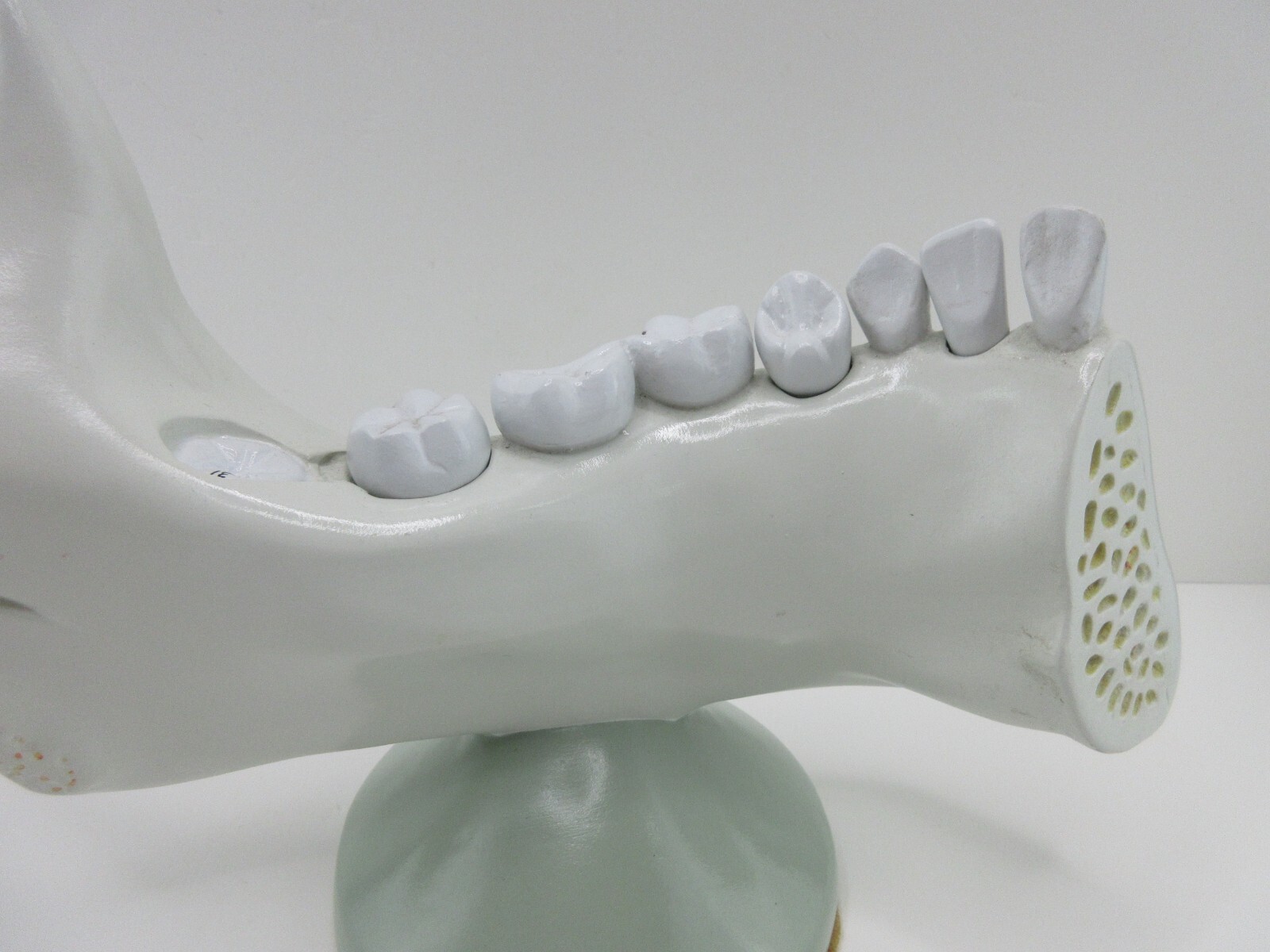 Denoyer Geppert Anatomical Model – Lower Jaw Bone Teeth
