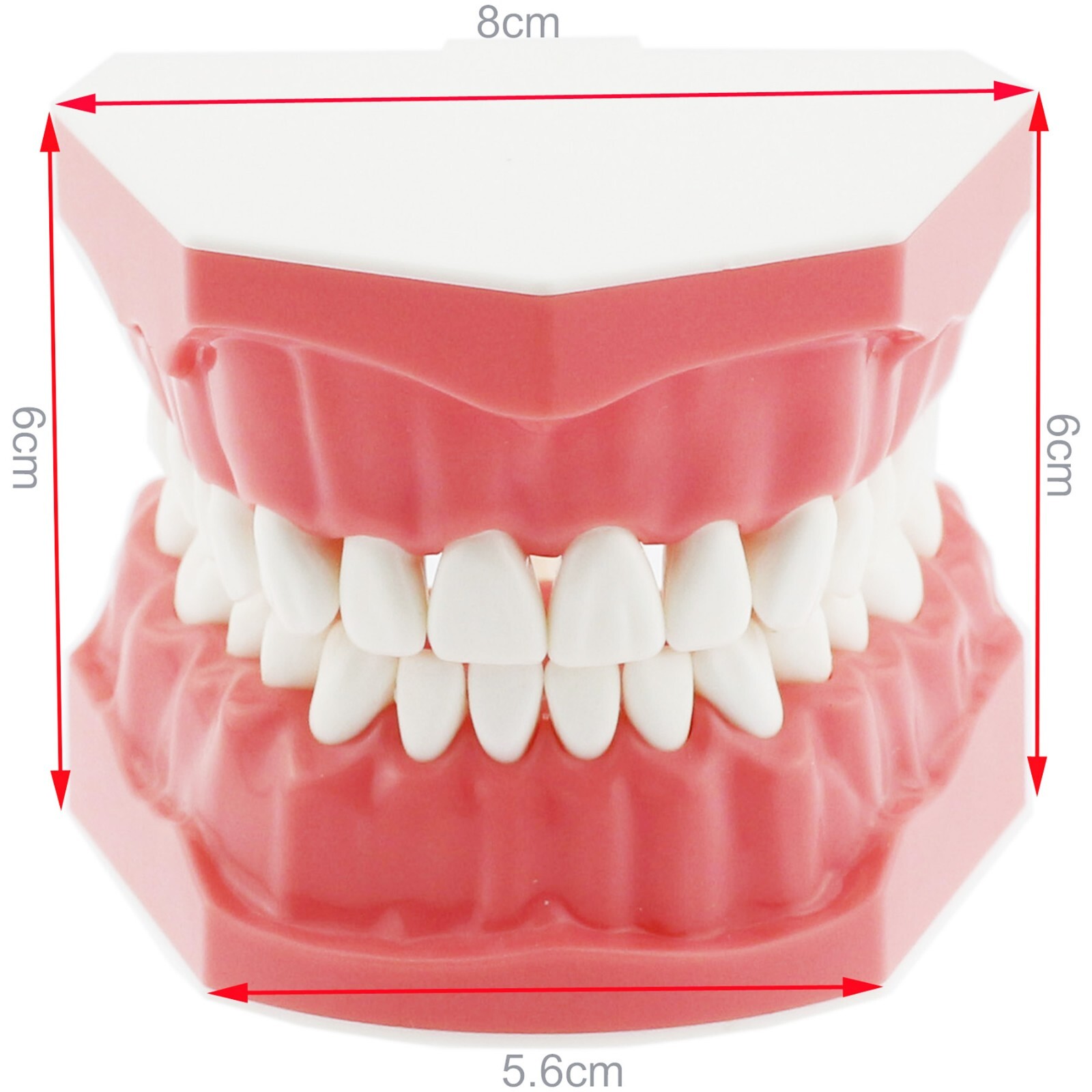 US Dental Typodont Orthodontic Teeth Model with Brackets For Brushing Practice