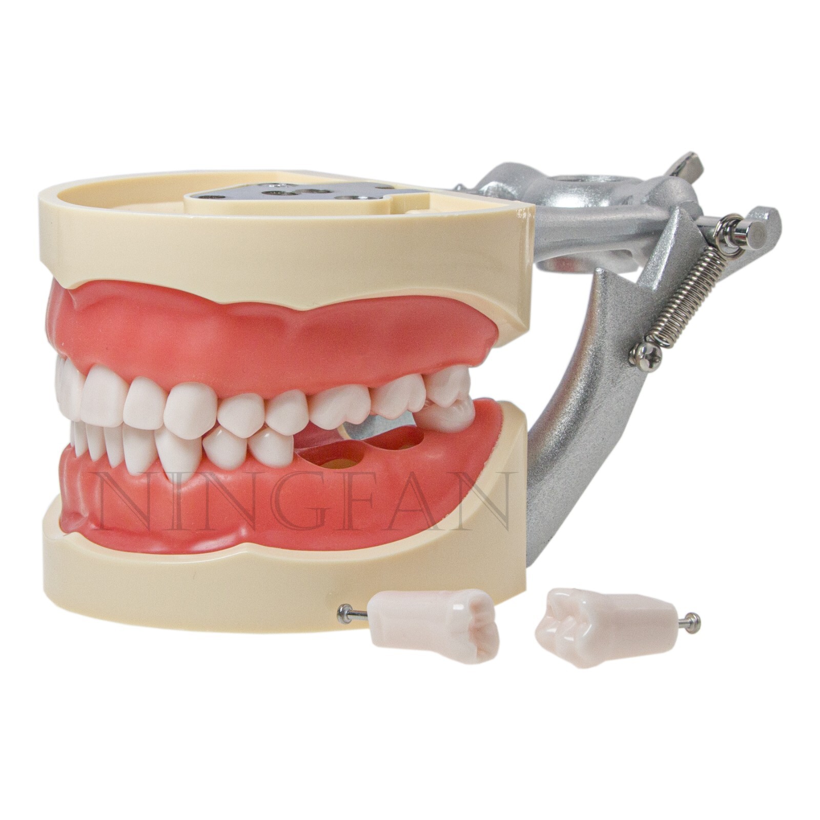 US Dental Typodont Model With Mounting Pole Fit Kilgore Nissin 200 Columbia Type