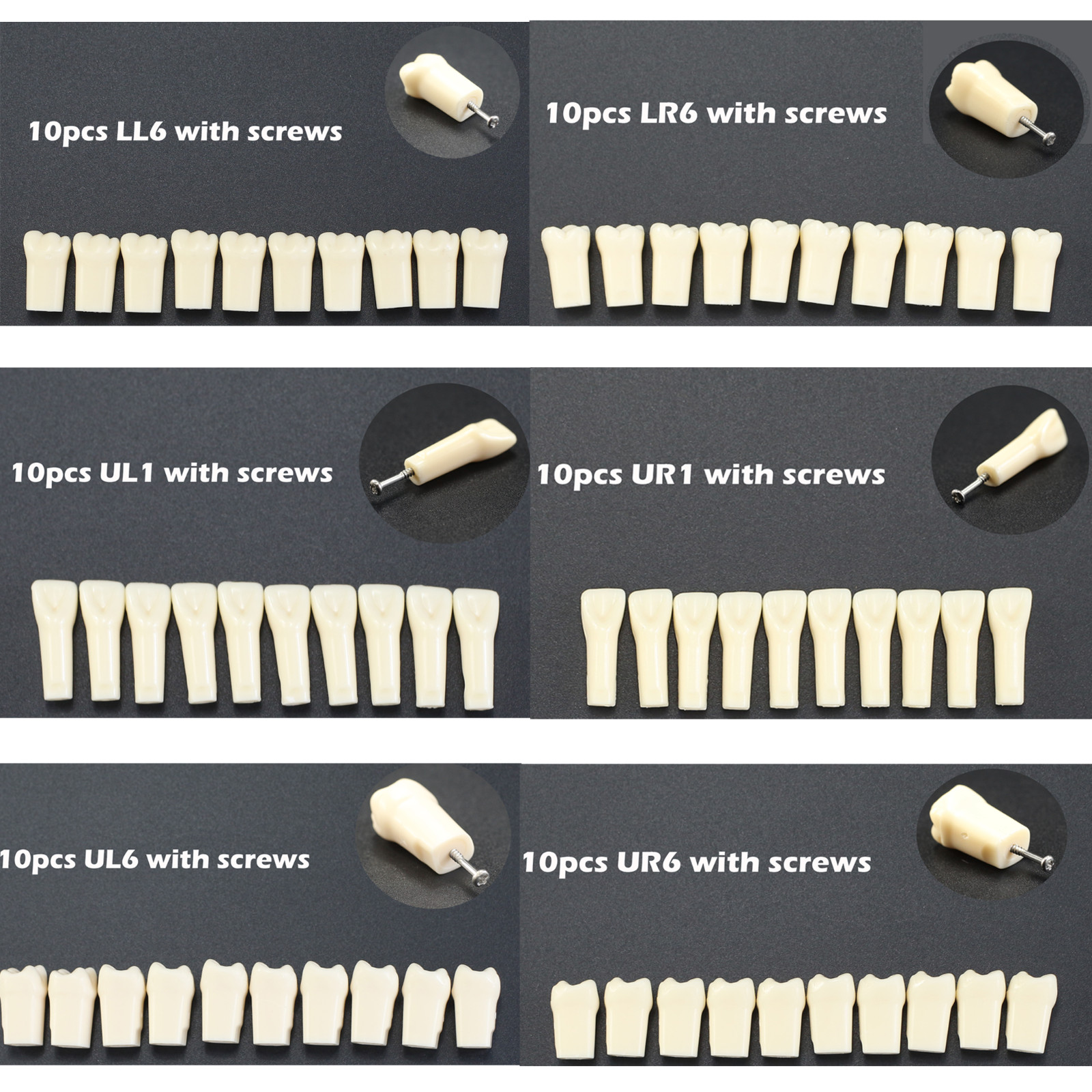 Kilgore Nissin 200 Fit Dental Typodont Individual Teeth Replacement Model 10PCS