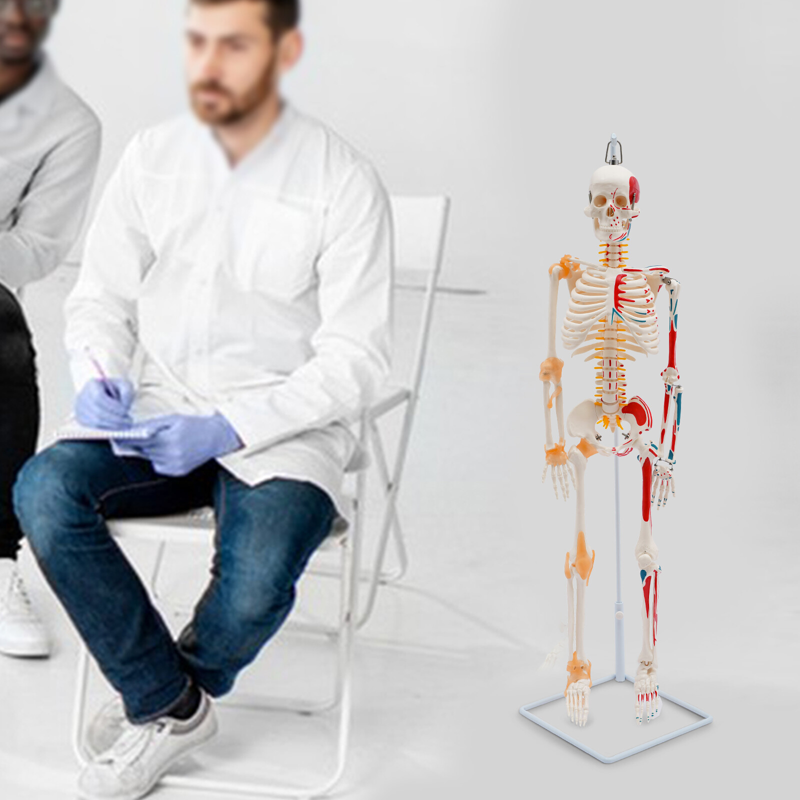 85cm Hanging Style Human Skeleton Model Includes Joint Ligaments For Doctor