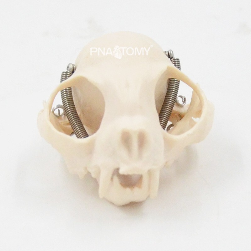1:1 Animal Anatomy Model Simulation Canine Cat Skull Teeth Model Pet Anatomy