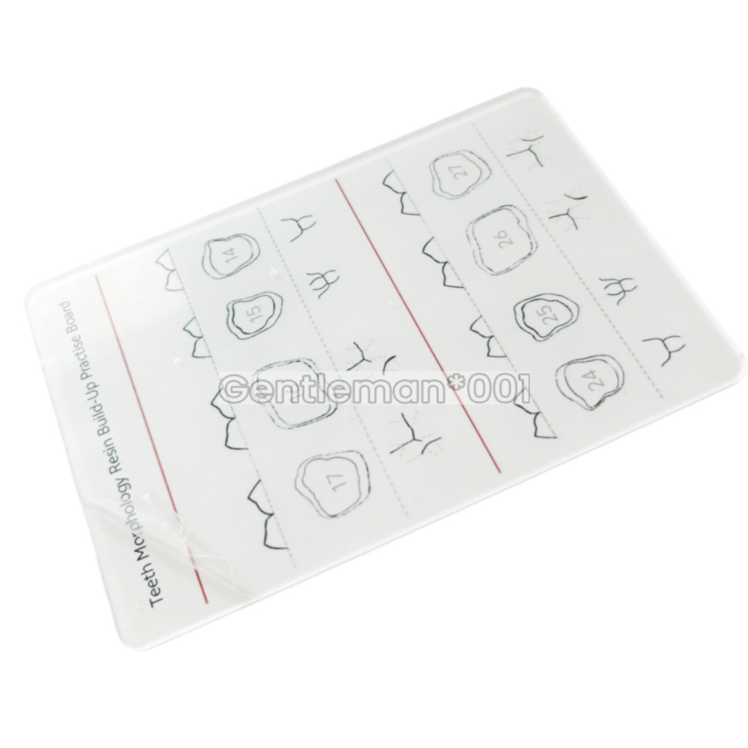 Dental Board Teeth Morphology Composite Build Up Practise Template Dentist Model