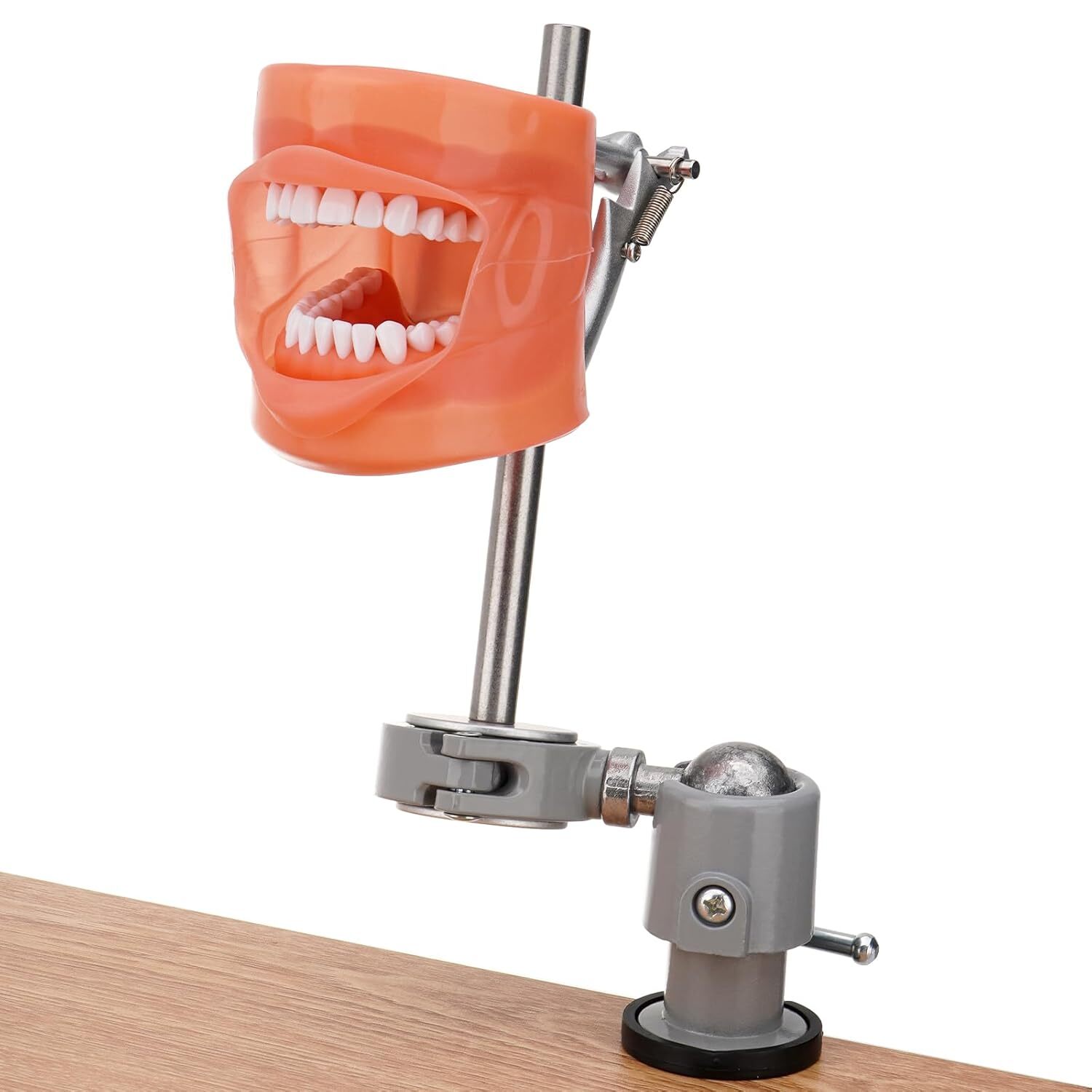 Dental Simulator Mannequin Head Teeth Model Typodont Model &Teeth Mount Pole USA