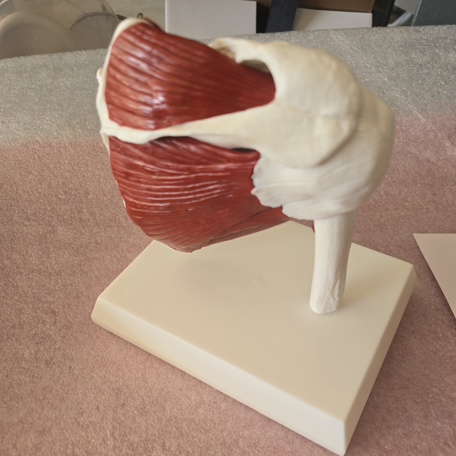 Life Size Human Shoulder Joint Model with Muscles and Ligaments Anatomic Model