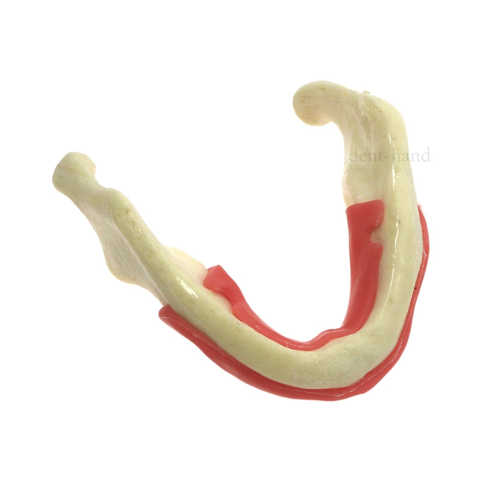 Dental Mandible Implant Jaw Bone Model For Practice Drilling M2022/2023