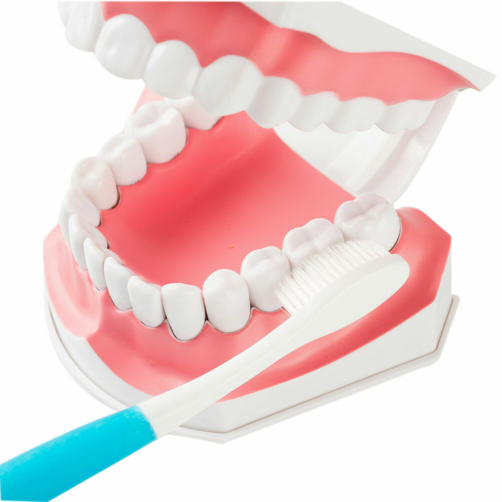 1x Dental Teaching Typodont Model Large With Removable Teeth Colgate SALE HOT