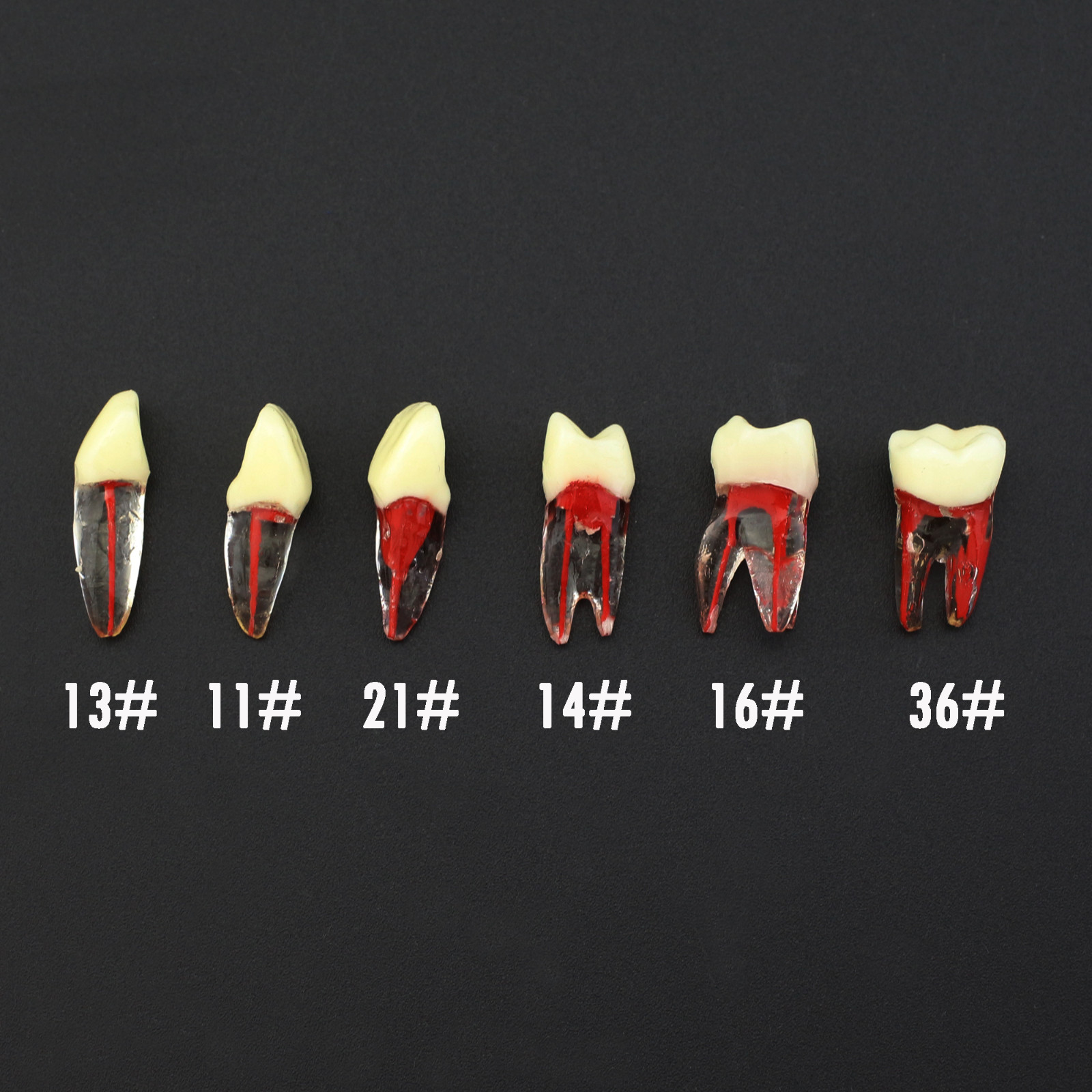 Dental Endo Root Canal Teeth Study Practice Model Fit for Kilgore Nissin