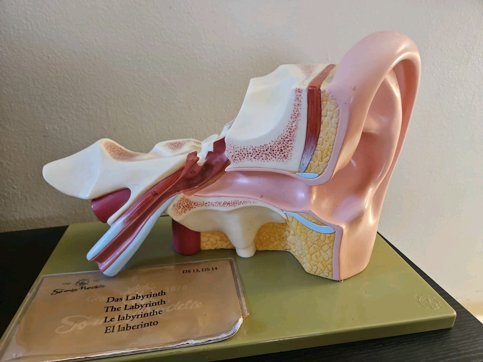 Vintage Somso Anatomical Model The Labyrinth Ear Plastic West Germany Medical
