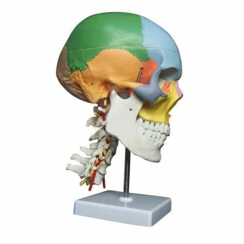 Colored Human Skull Model Anatomical Model with Cervical Vertebrae Nerve Artery