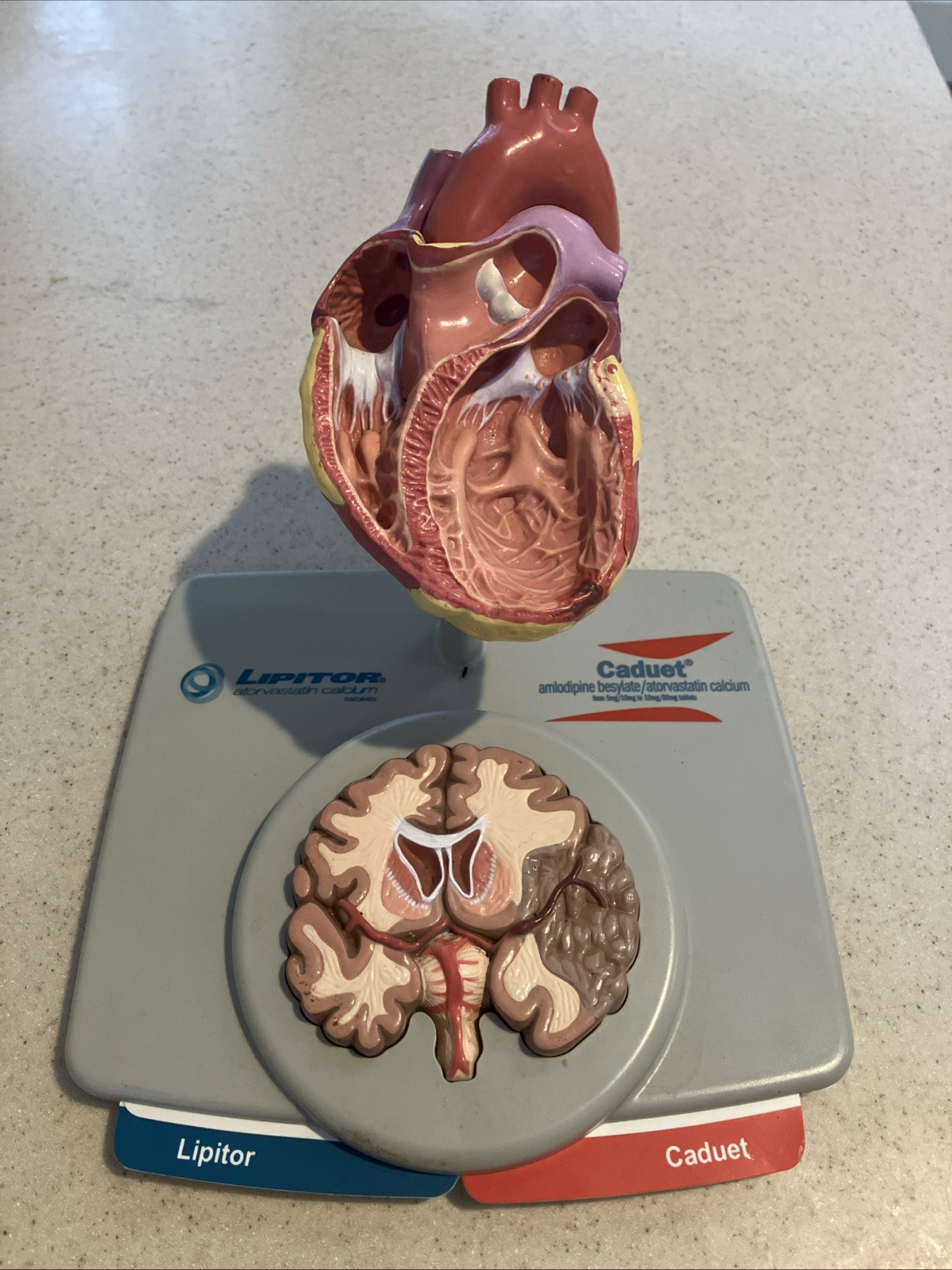 Vintage 3D Anatomical Heart/ Brain Display Model from Lipitor/ Caduet 2007