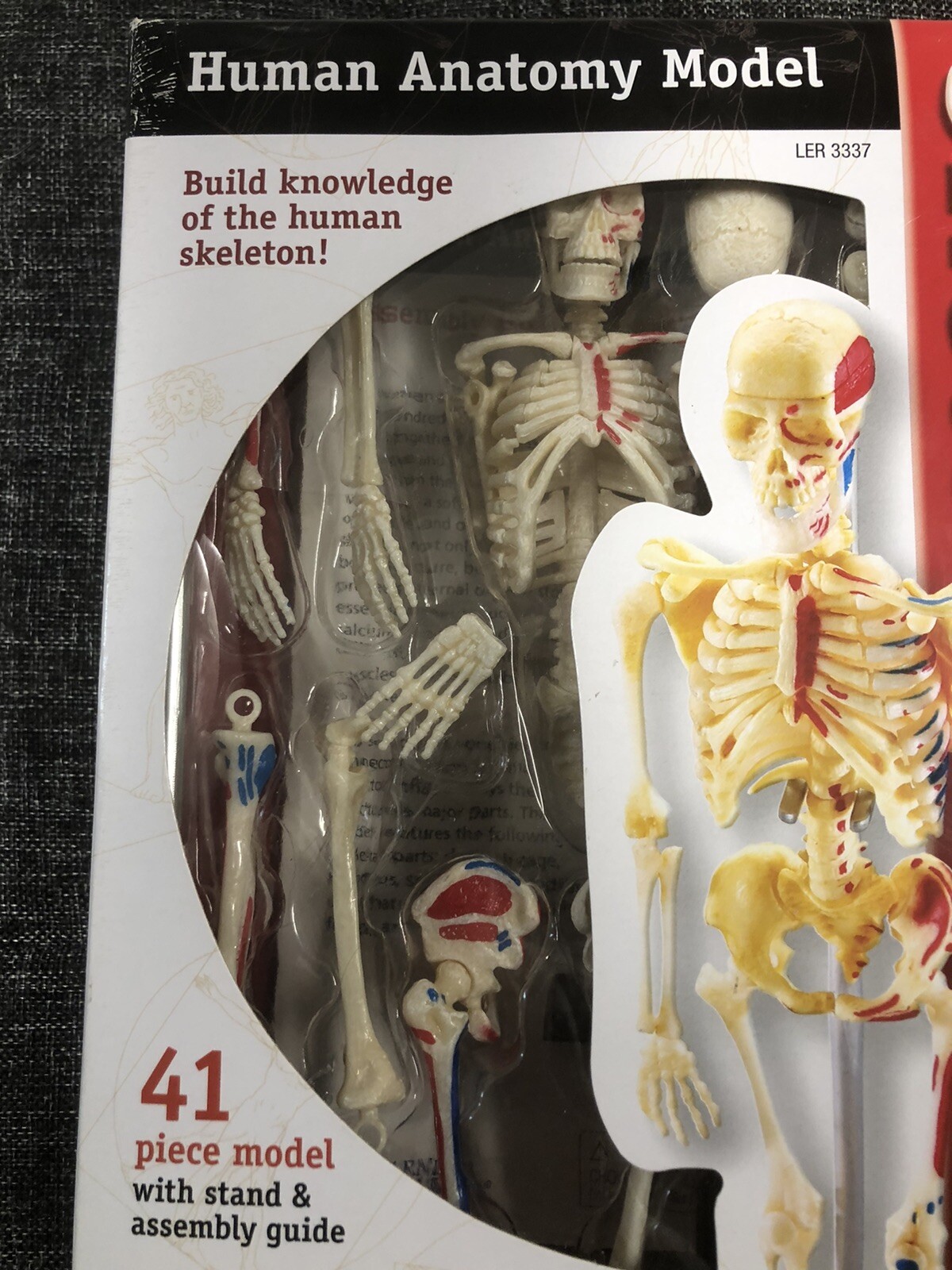 Learning Resources Human Anatomy Model Skeleton LER 3337 Homeschool Nursing