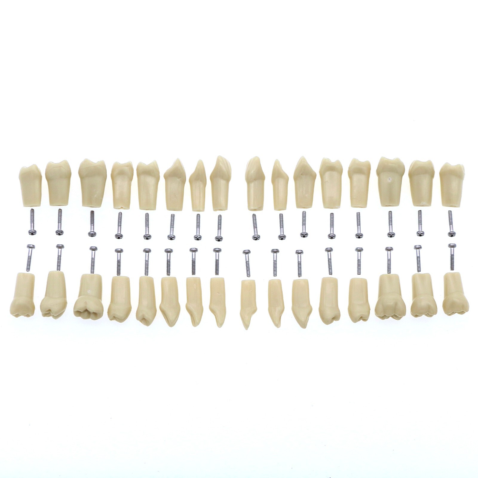 Dental Typodont & Implant Models – Educational, Pathology, Restoration Training